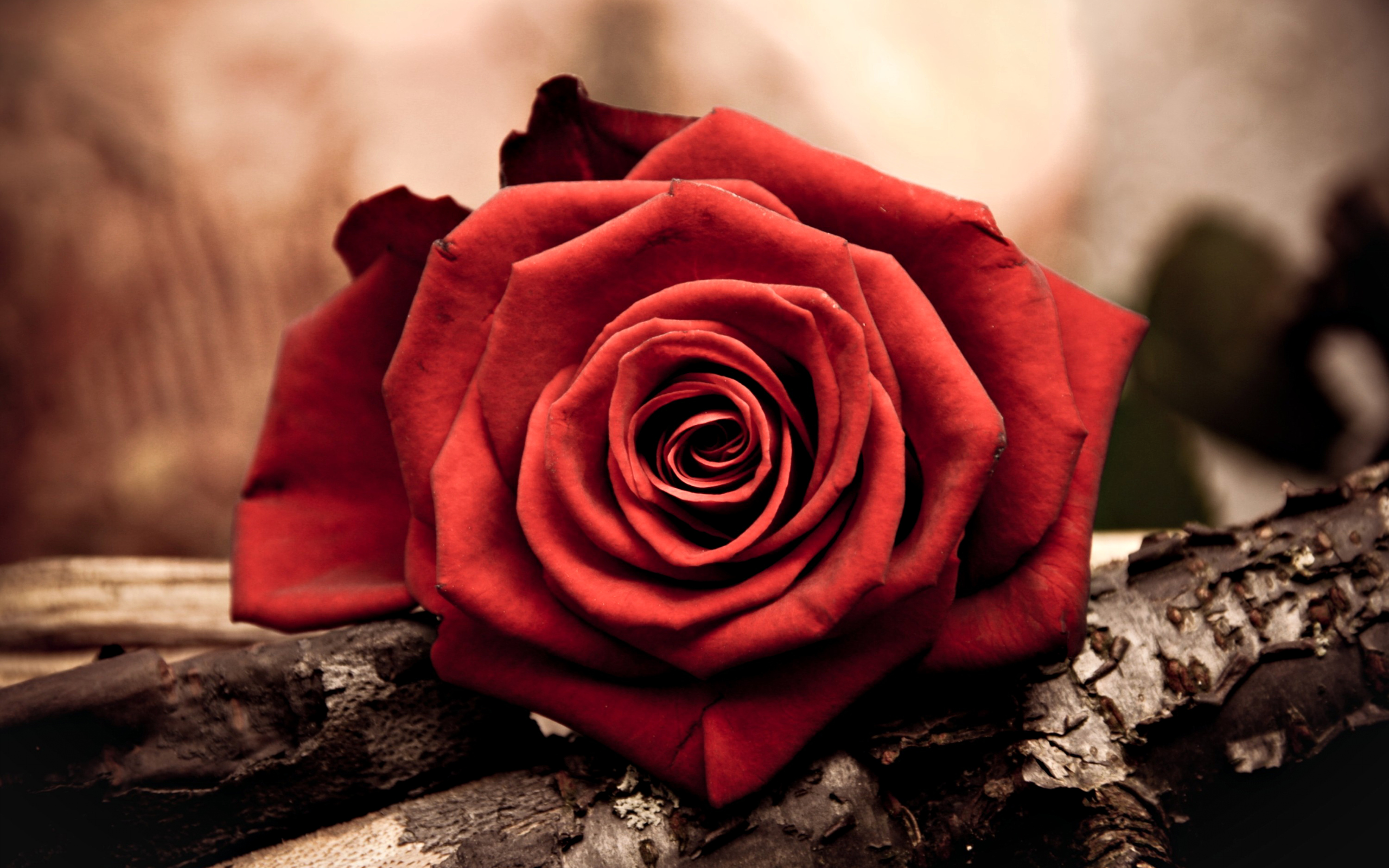 Red Rose Flower Wallpapers