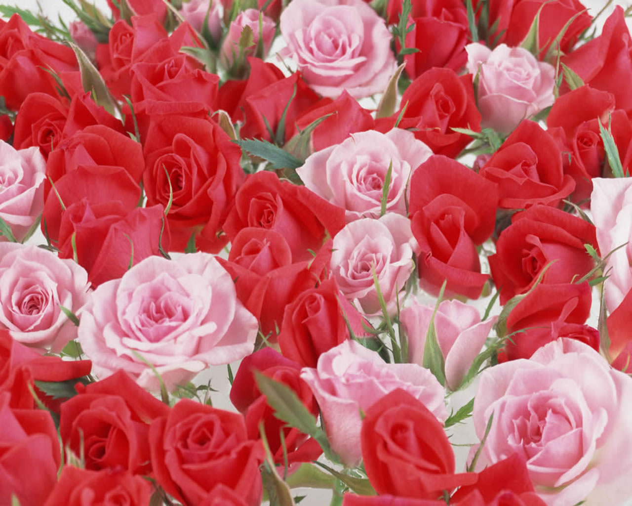 Red Rose Flower Wallpapers