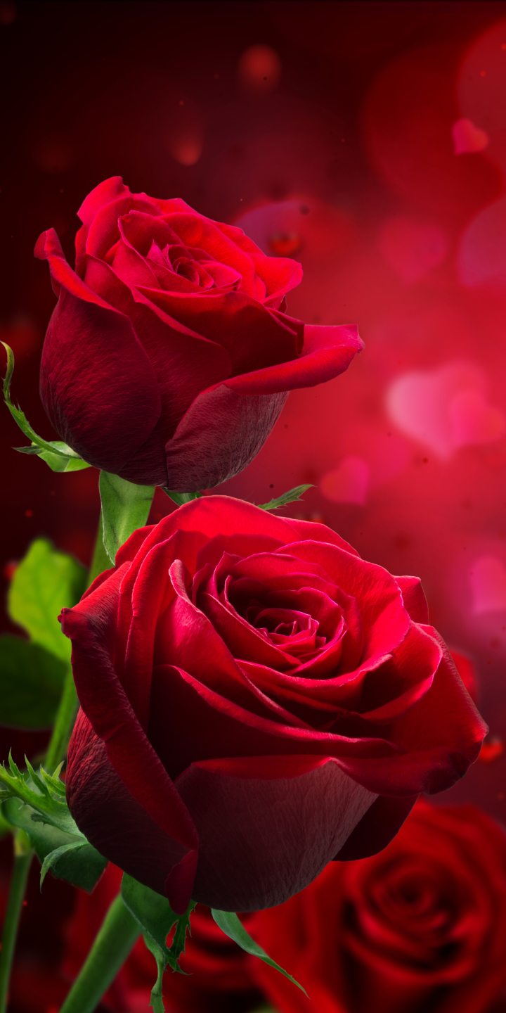 Red Rose Flower Wallpapers