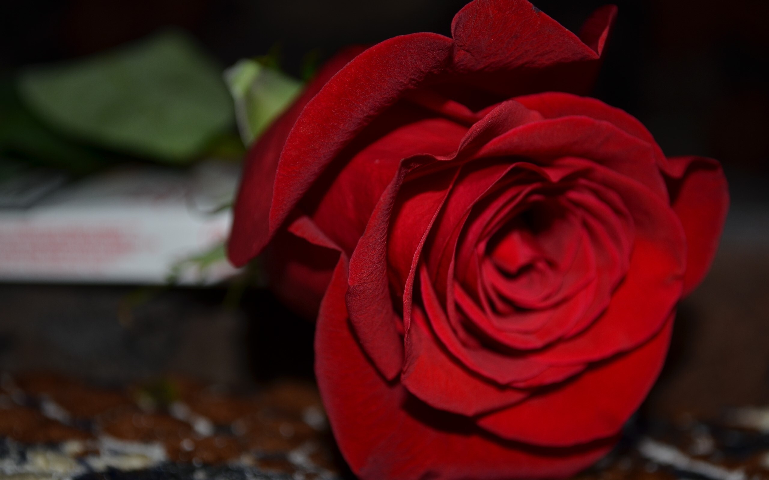 Red Rose Flower Wallpapers