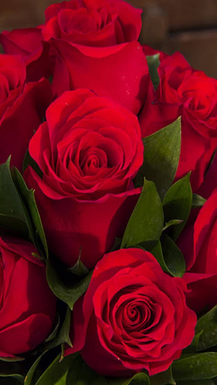 Red Rose Flower Wallpapers