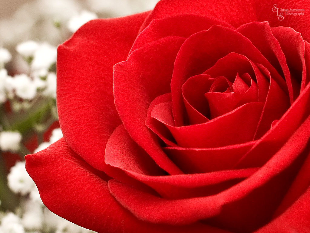 Red Rose Flower Wallpapers