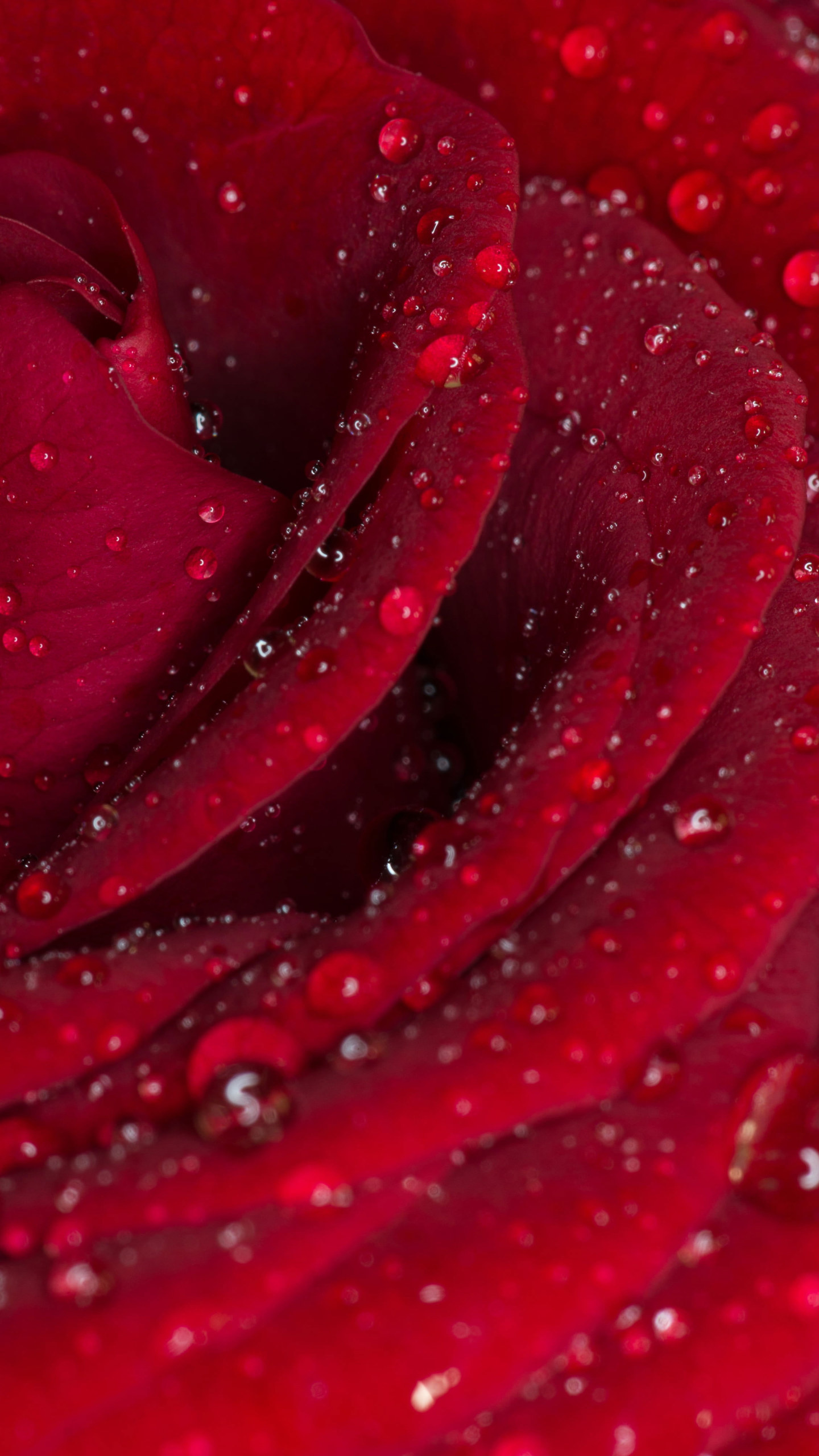 Red Rose Flower Wallpapers