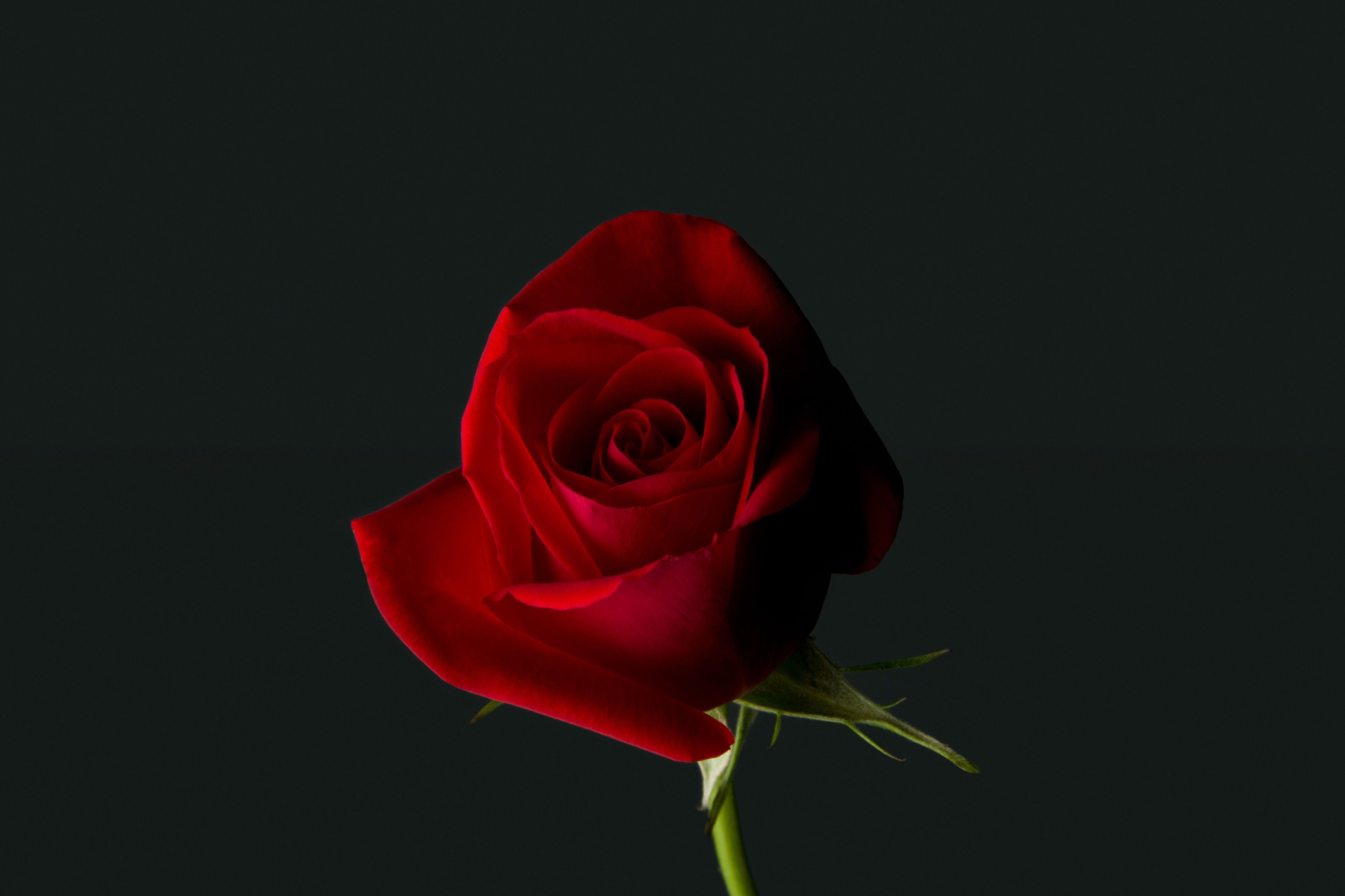 Red Rose Flower Wallpapers