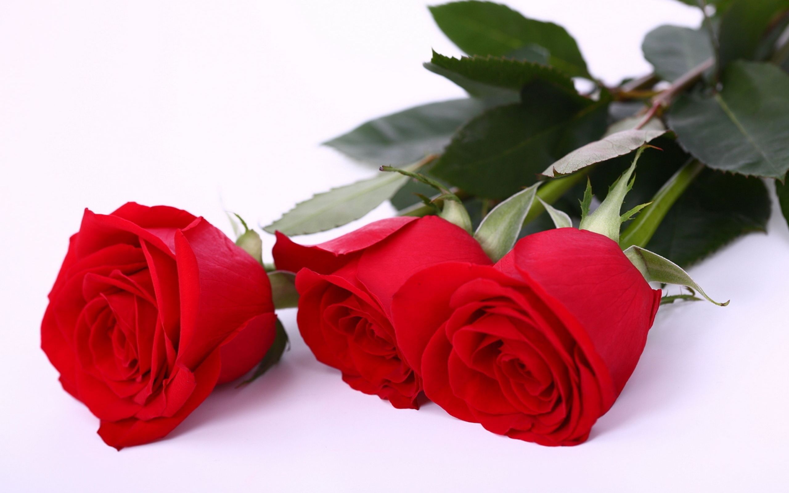 Red Rose Flower Wallpapers