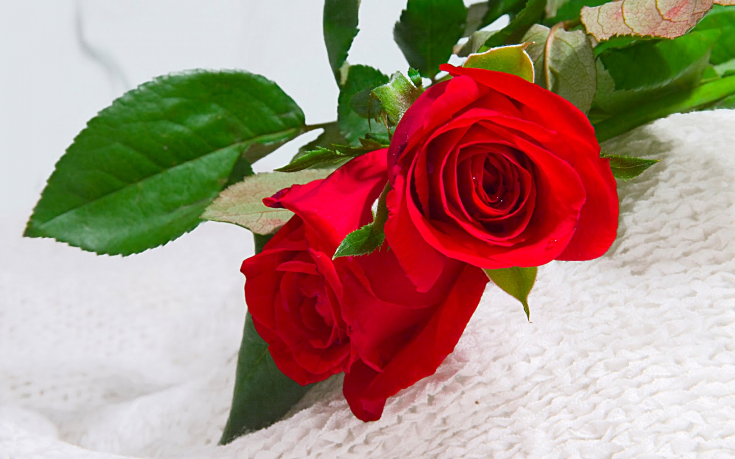 Red Rose Flower Wallpapers