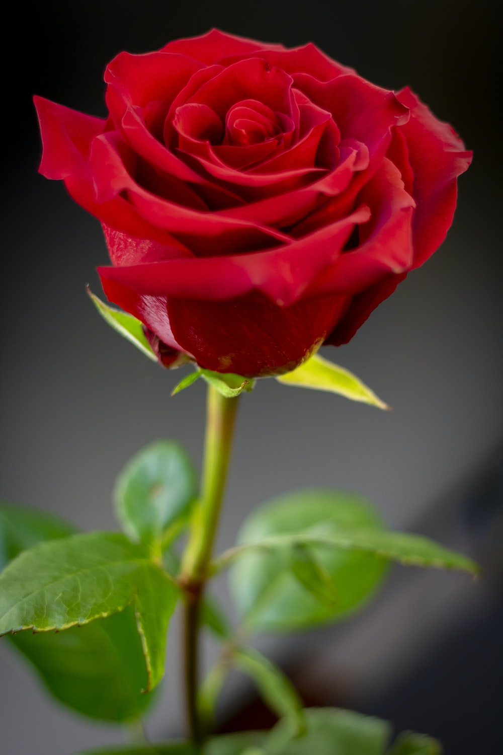 Red Rose Love Wallpapers