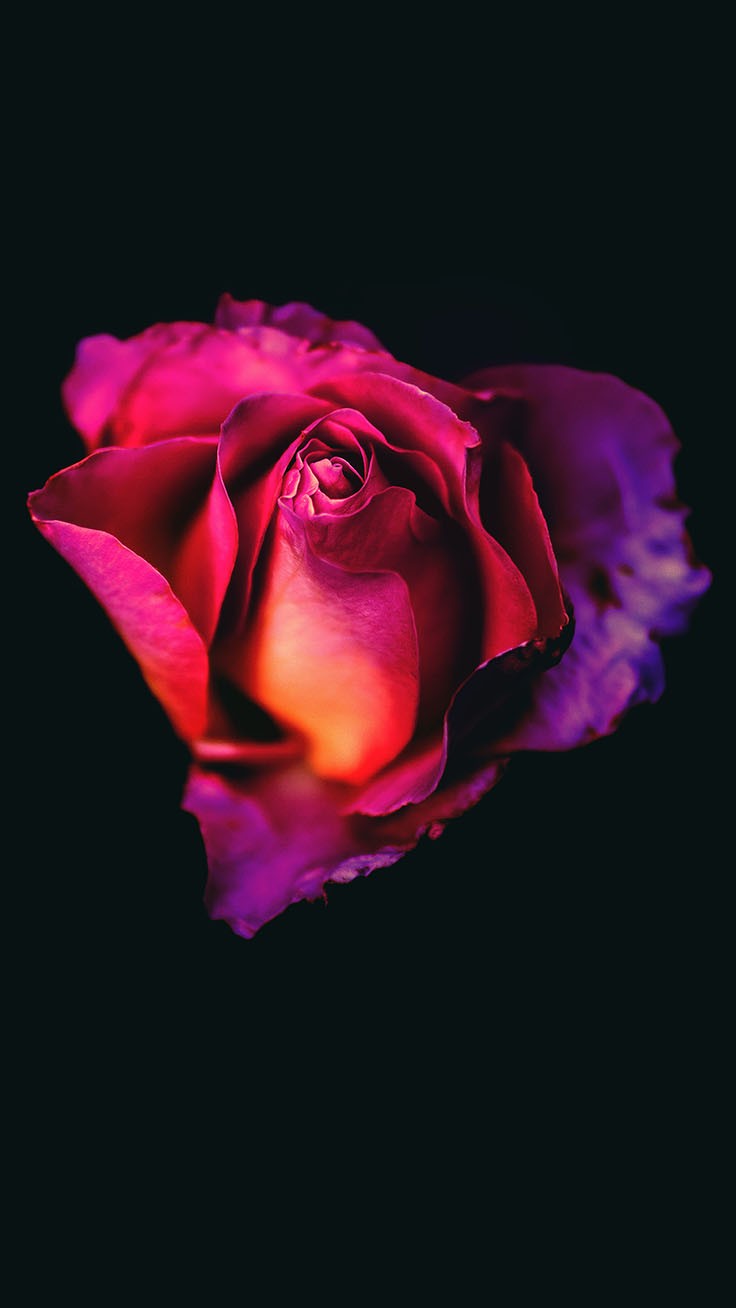 Red Rose Phone Wallpapers