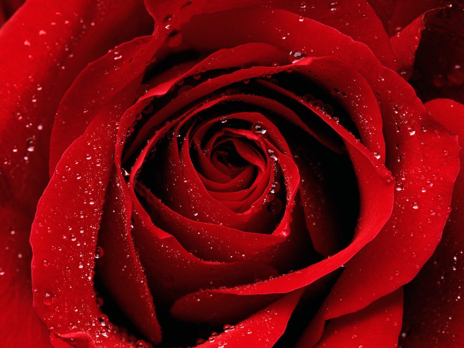 Red Rose Phone Wallpapers