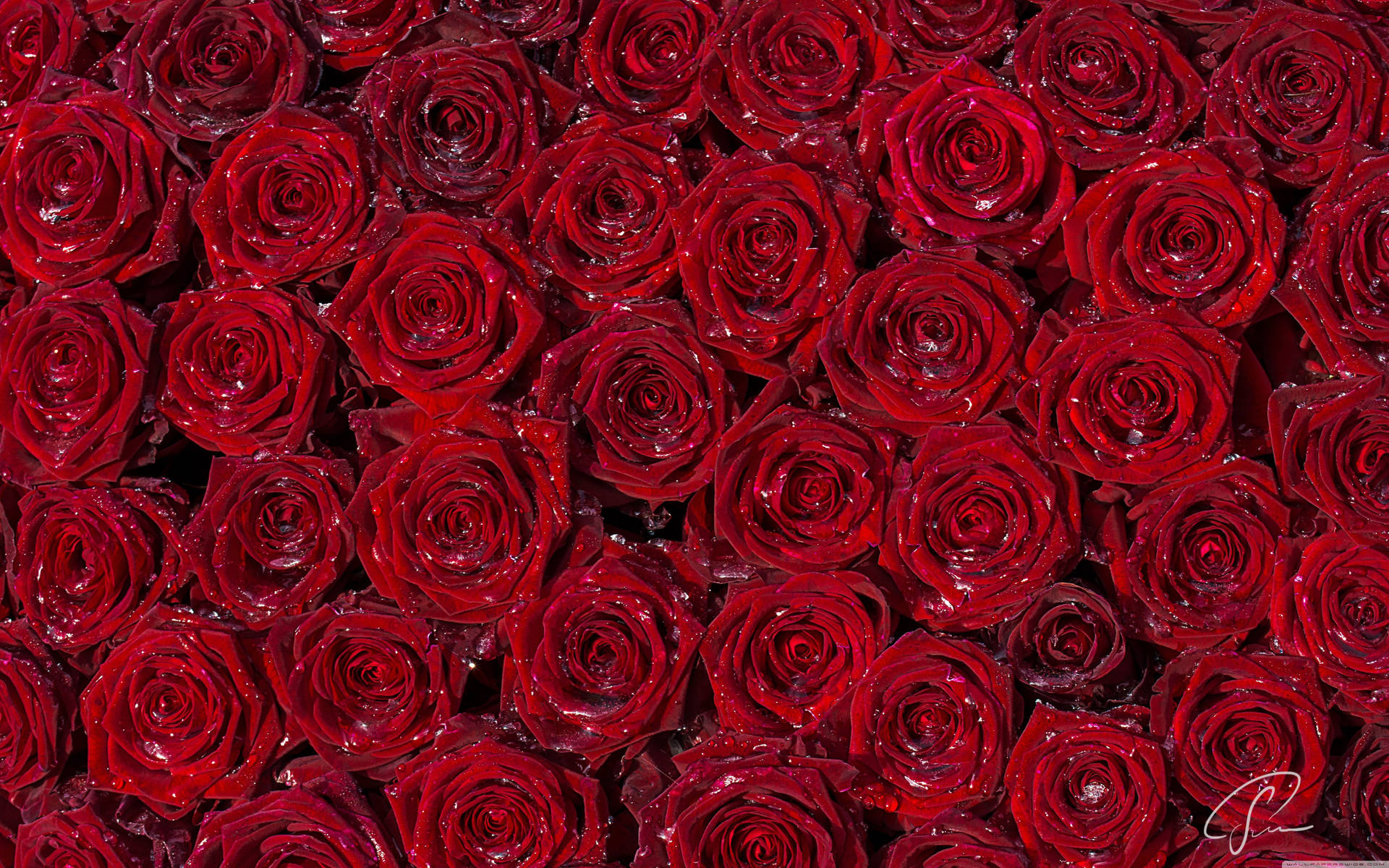 Red Rose Phone Wallpapers