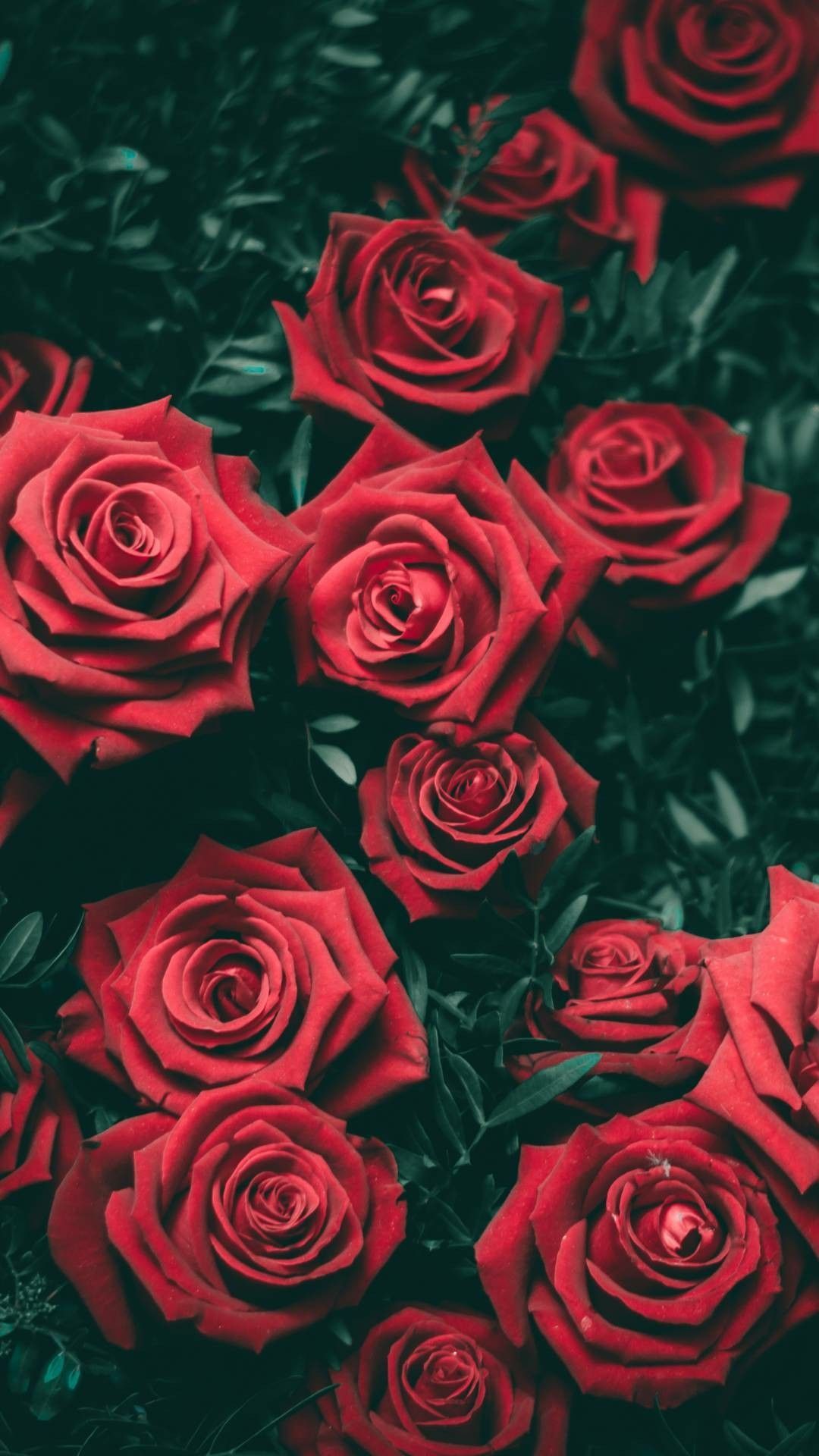 Red Rose Vintage Wallpapers