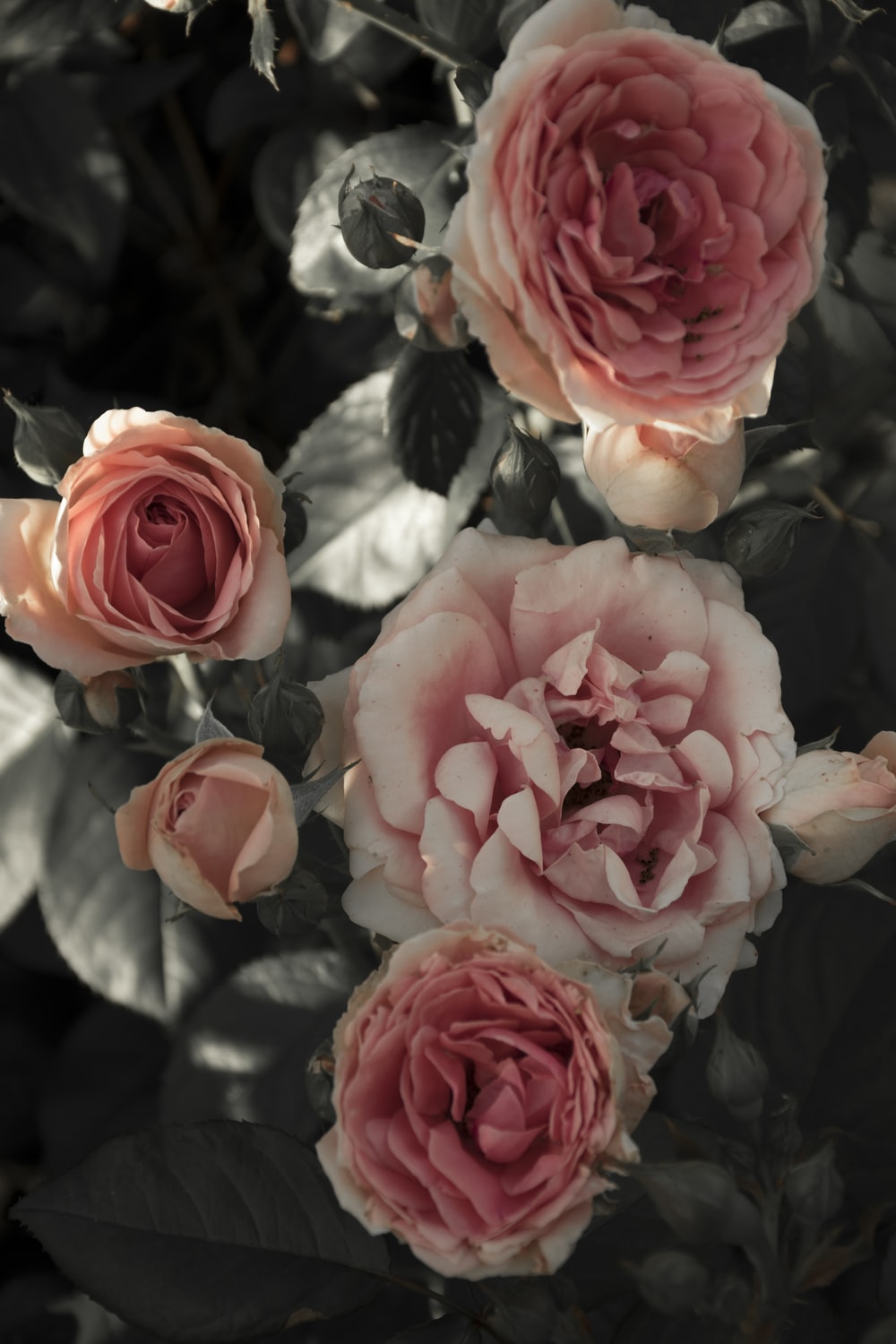 Red Rose Vintage Wallpapers