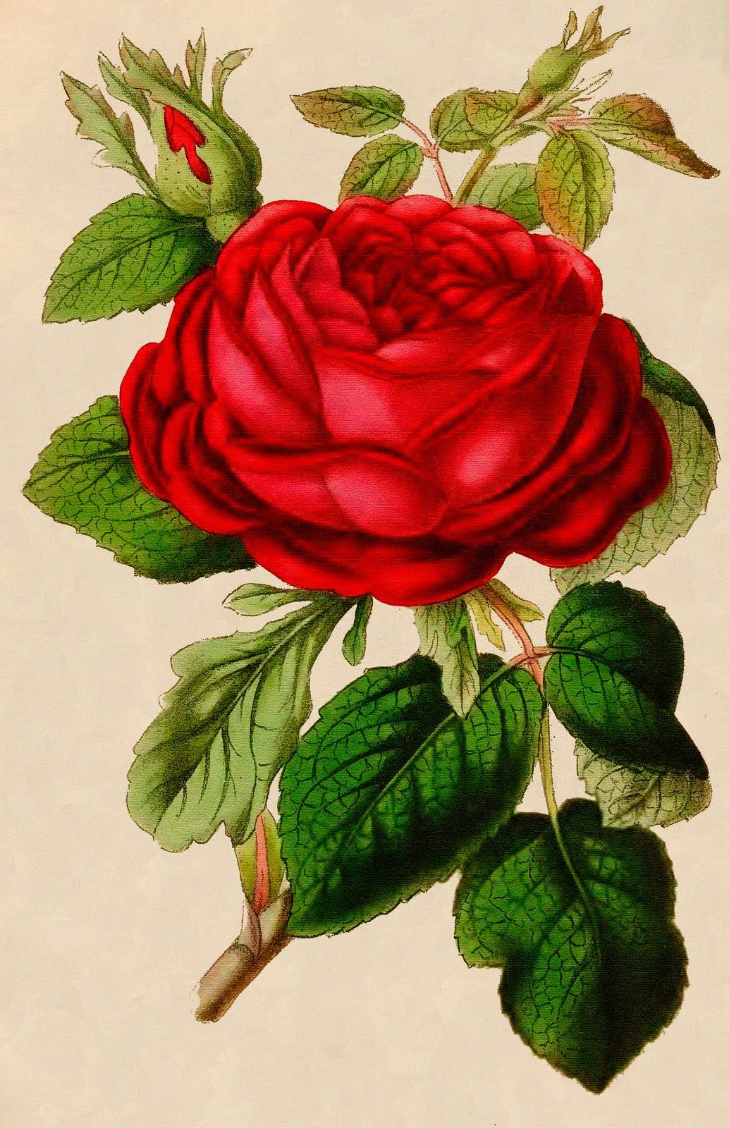 Red Rose Vintage Wallpapers