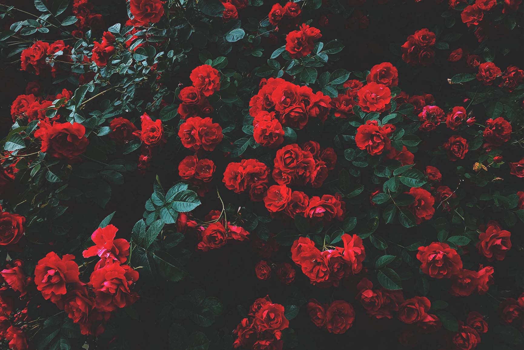 Red Roses Art Wallpapers