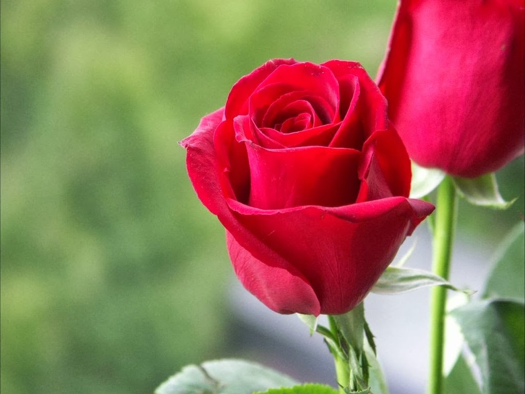 Red Roses Hd Wallpapers