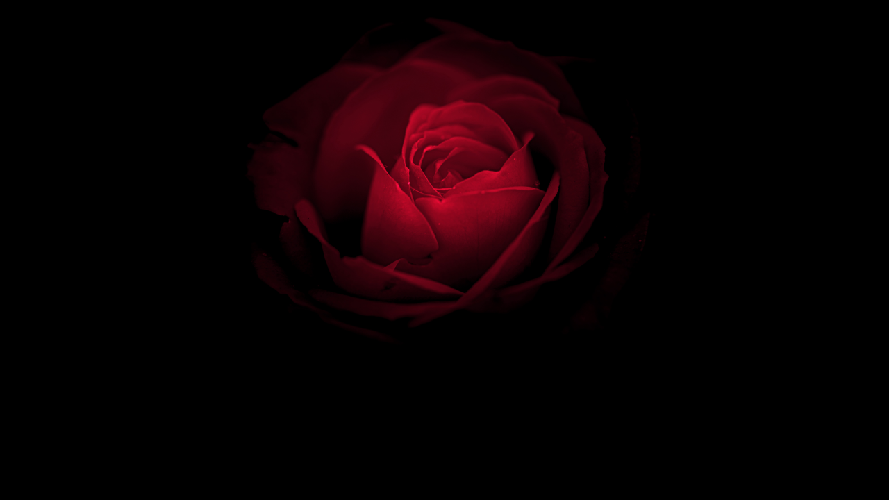 Red Roses Hd Wallpapers