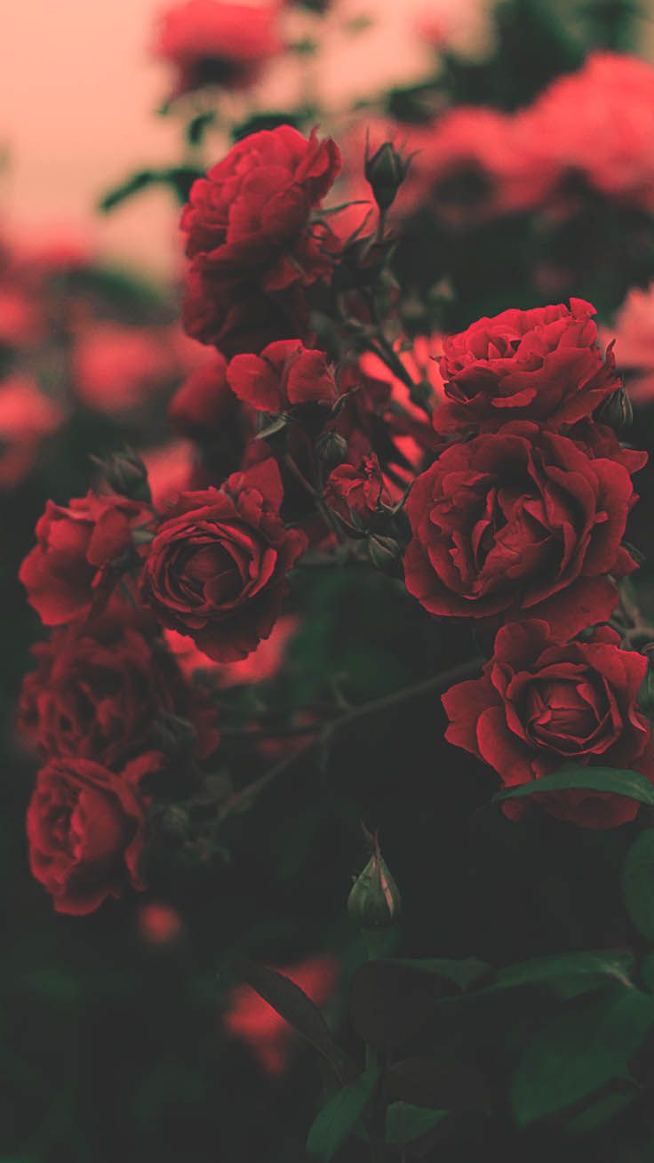 Red Roses Iphone Wallpapers