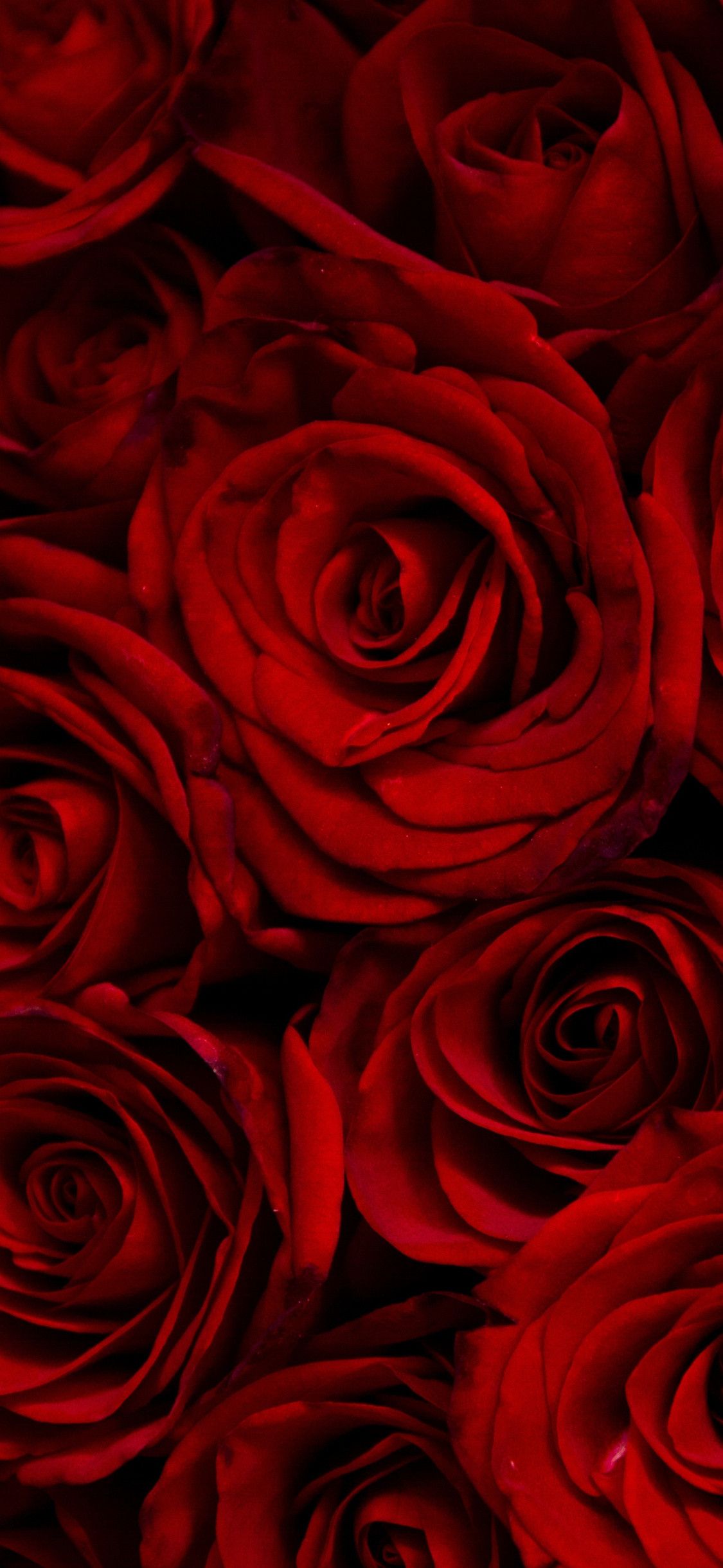 Red Roses Iphone Wallpapers