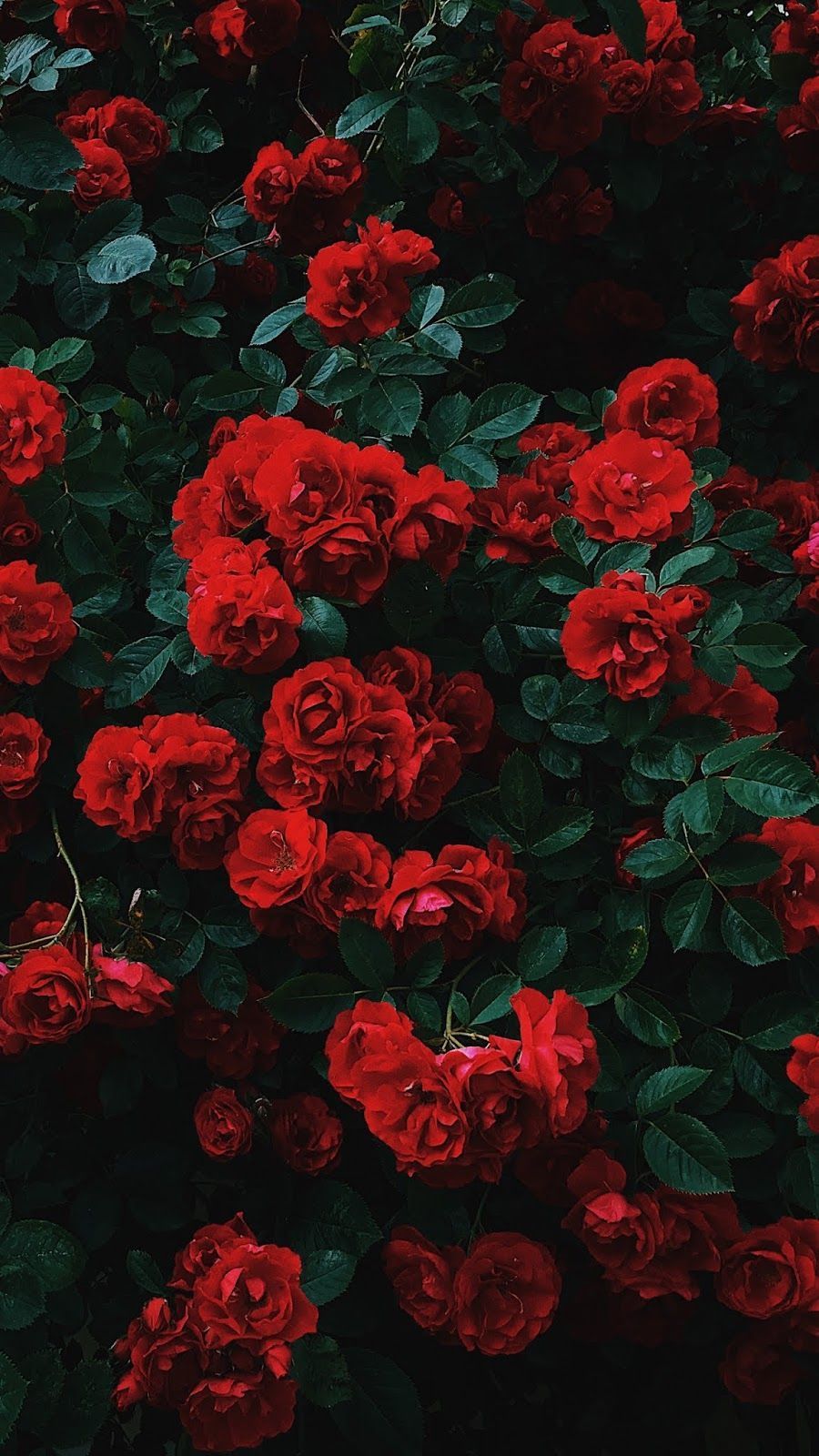 Red Roses Iphone Wallpapers