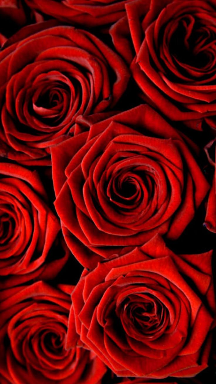 Red Roses Iphone Wallpapers