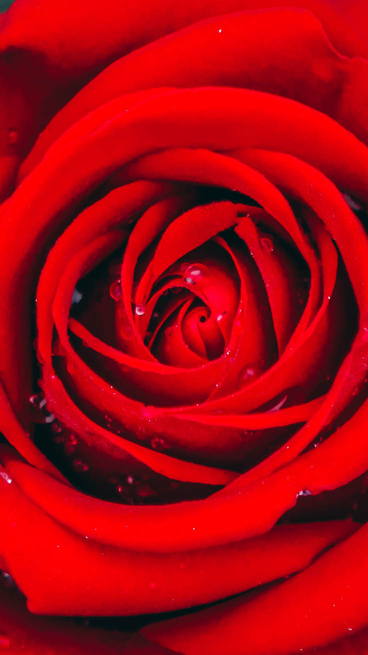 Red Roses Iphone Wallpapers