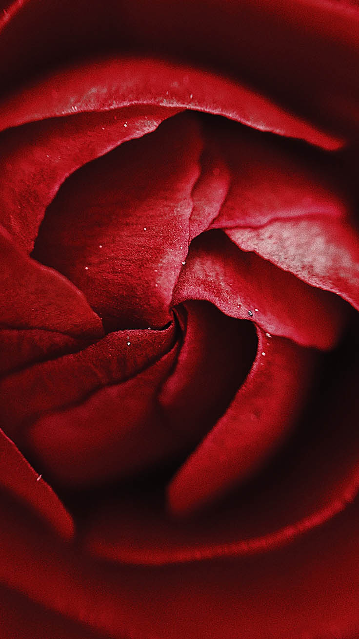 Red Roses Iphone Wallpapers