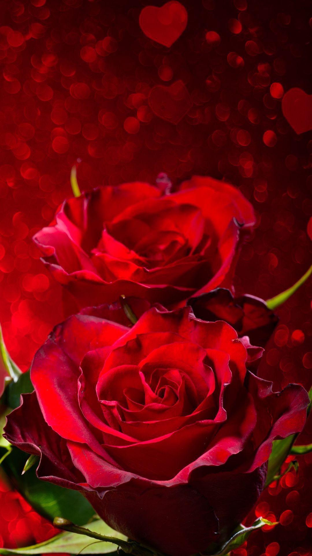 Red Roses Iphone Wallpapers