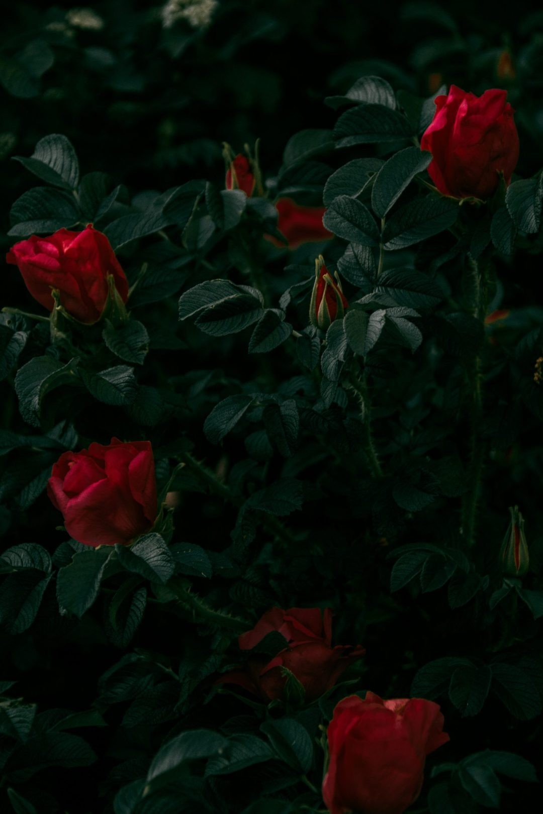 Red Roses Iphone Wallpapers