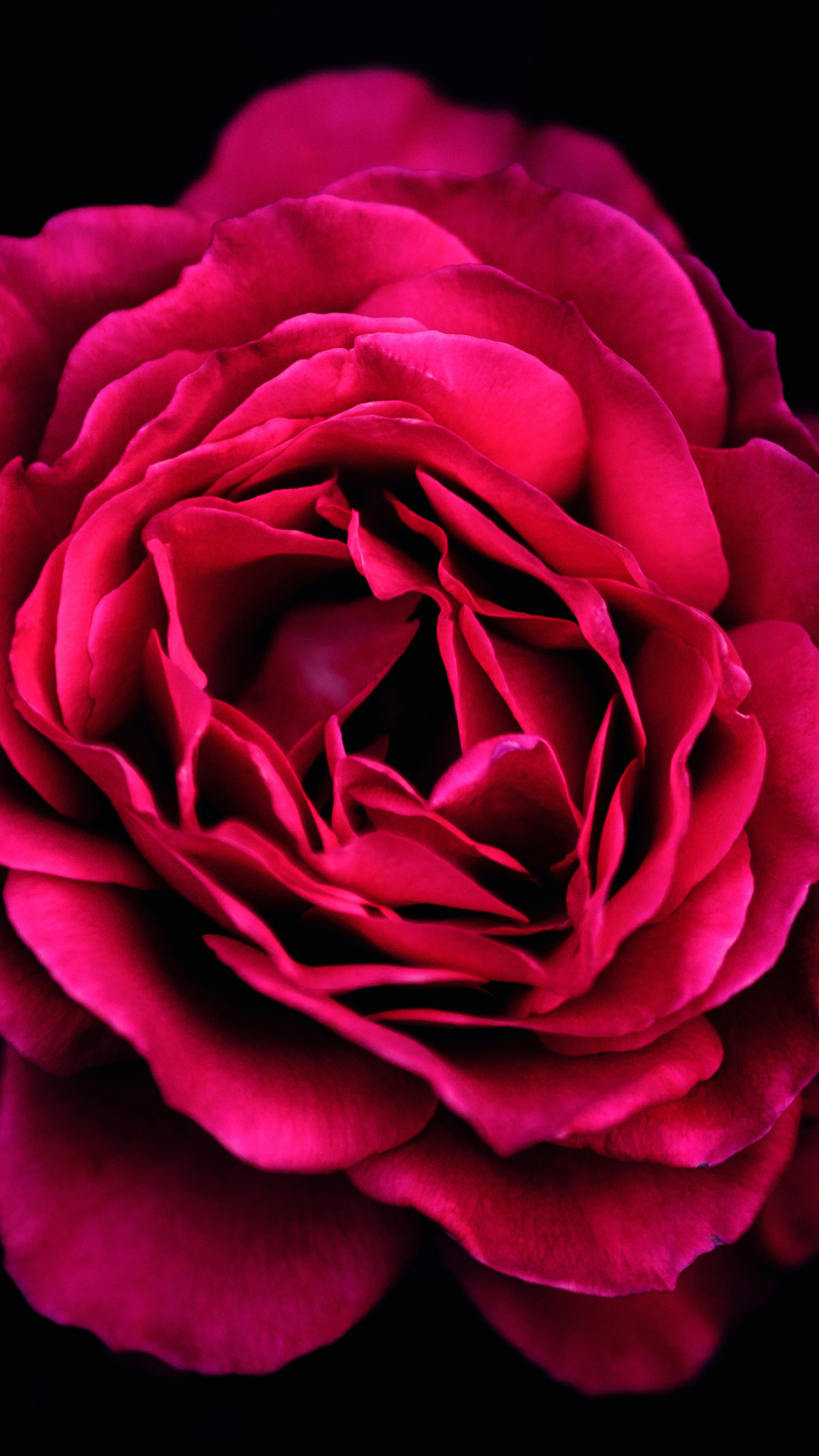 Red Roses Iphone Wallpapers