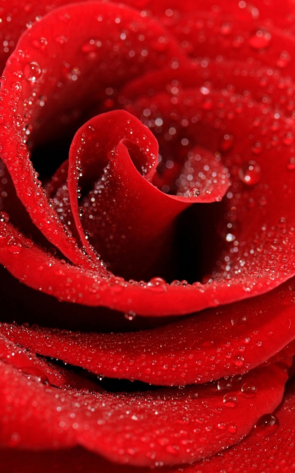 Red Roses Iphone Wallpapers