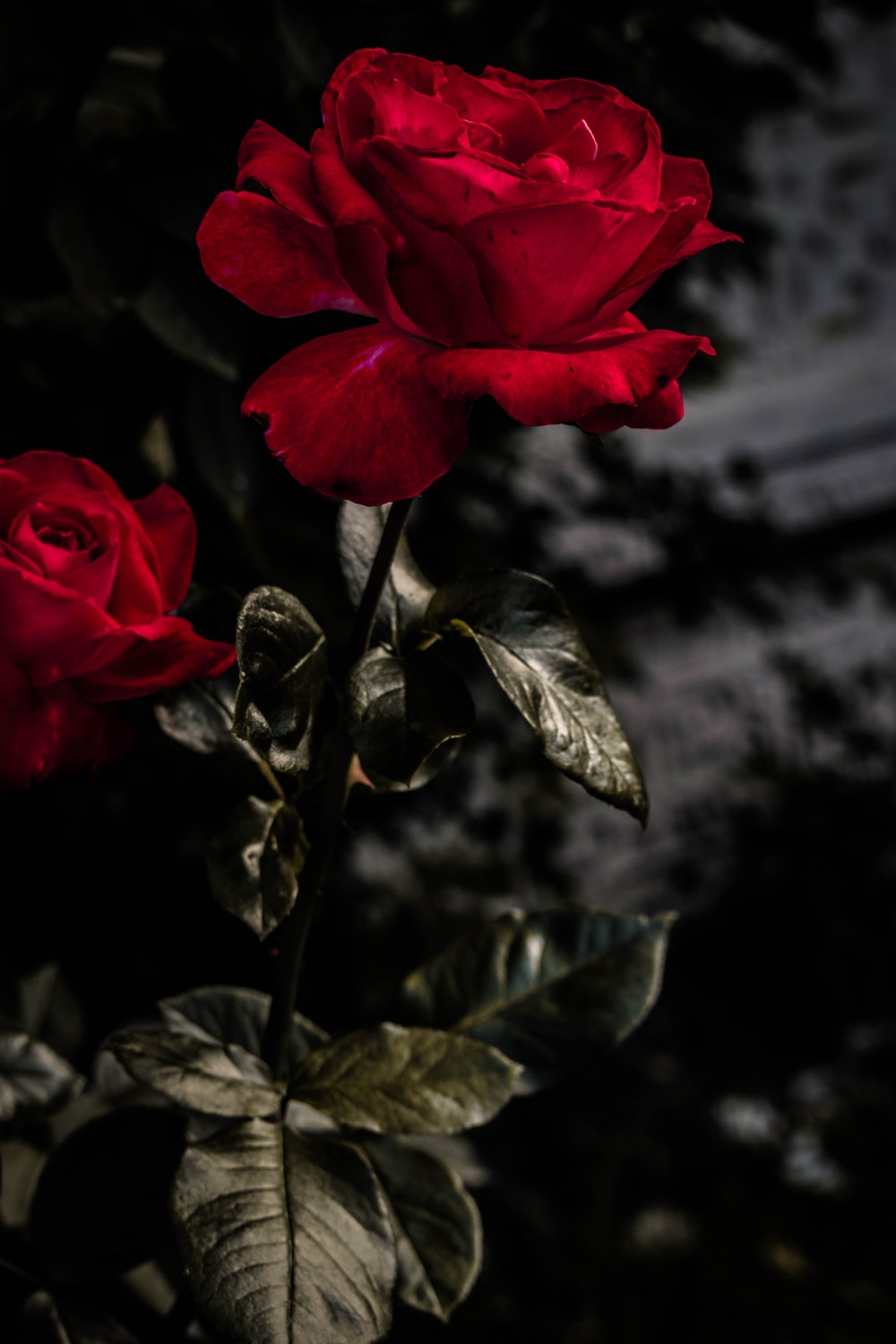 Red Roses Wallpapers