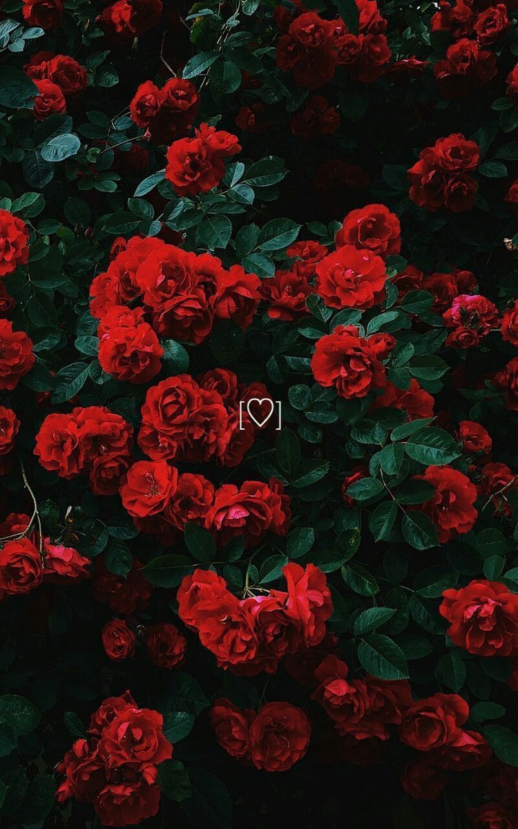 Red Roses Wallpapers