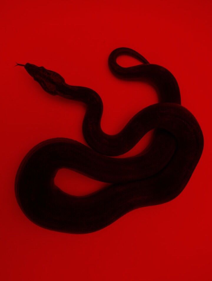 Red Snake Wallpapers