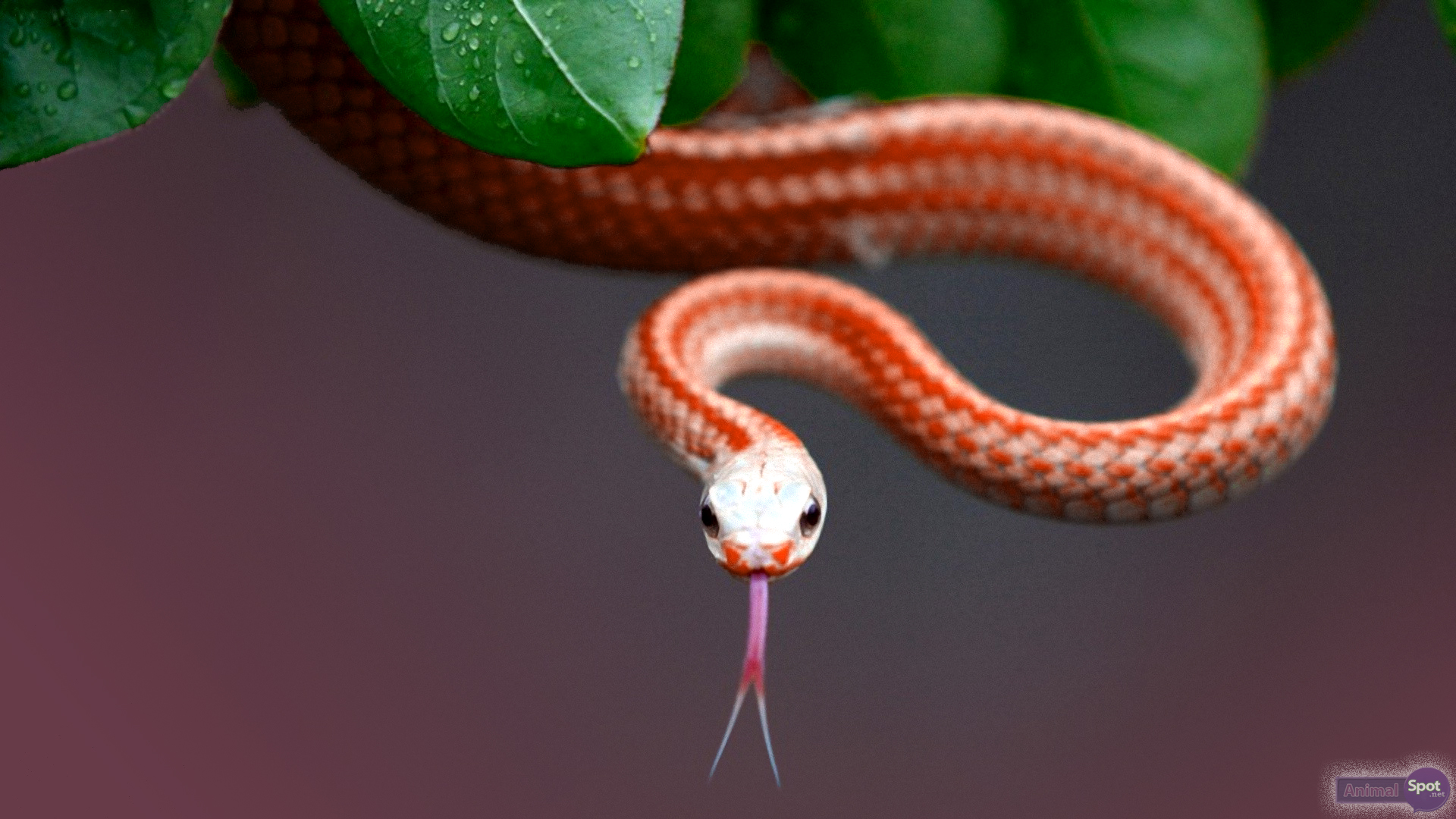 Red Snake Wallpapers