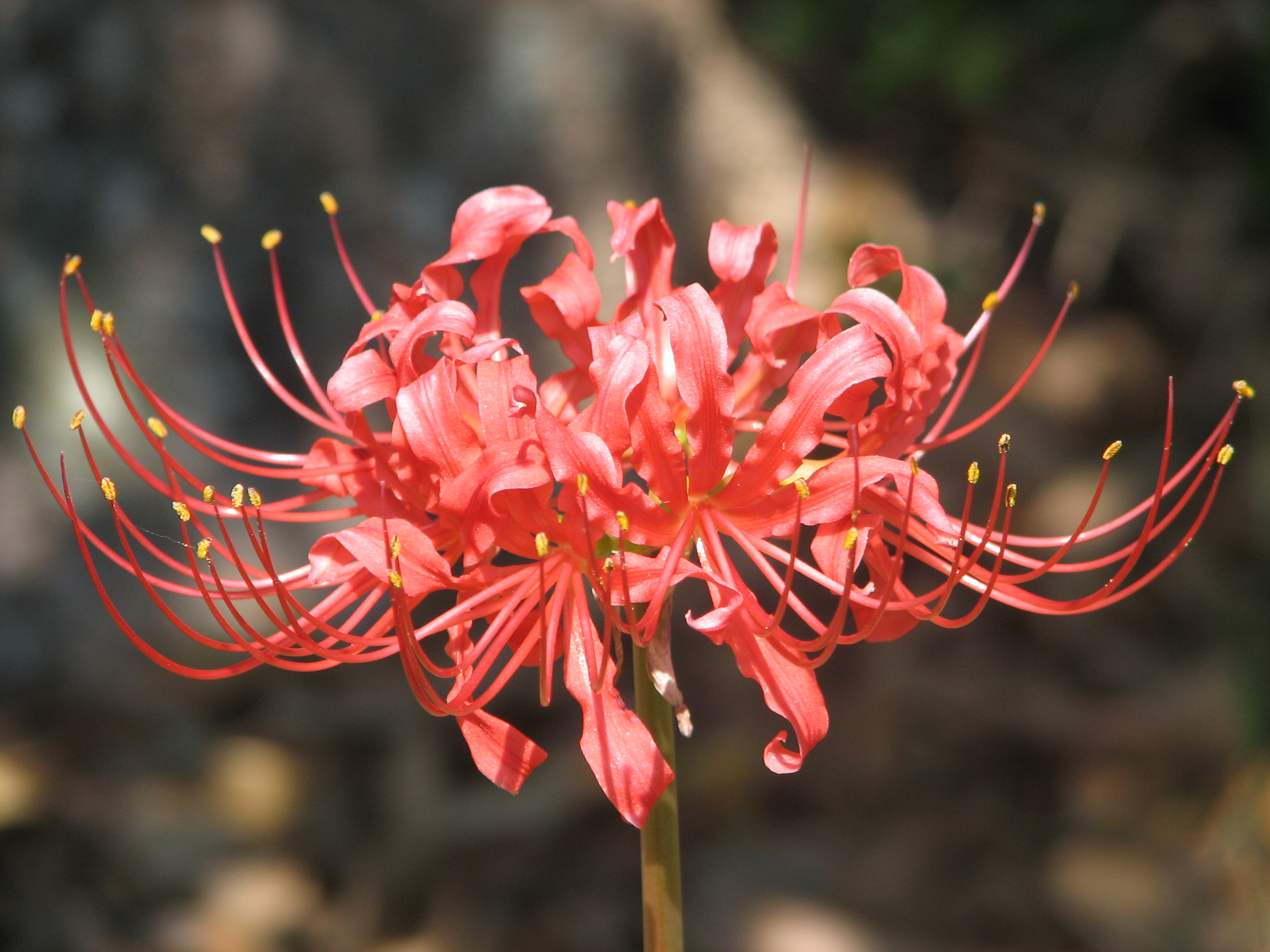 Red Spider Lily Wallpapers