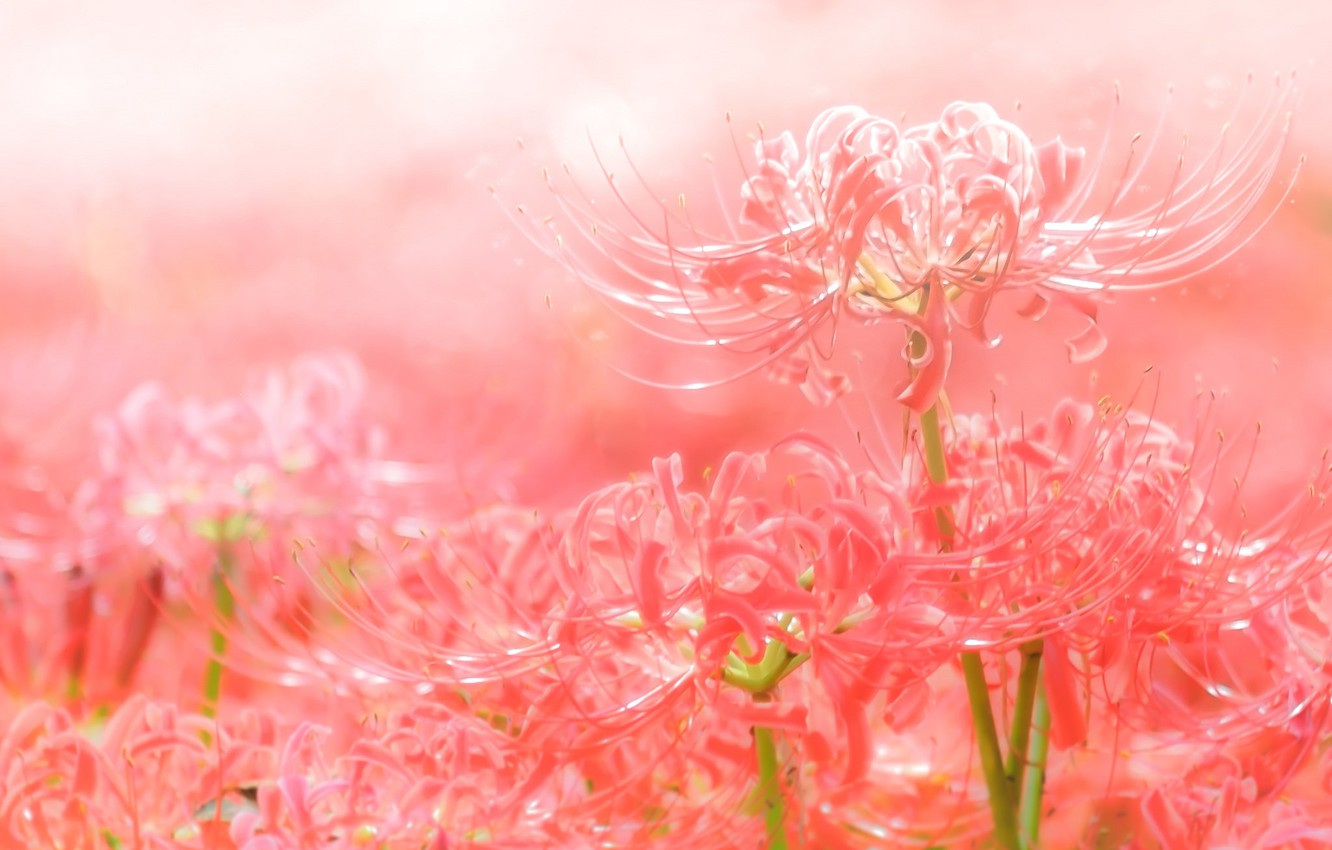 Red Spider Lily Wallpapers