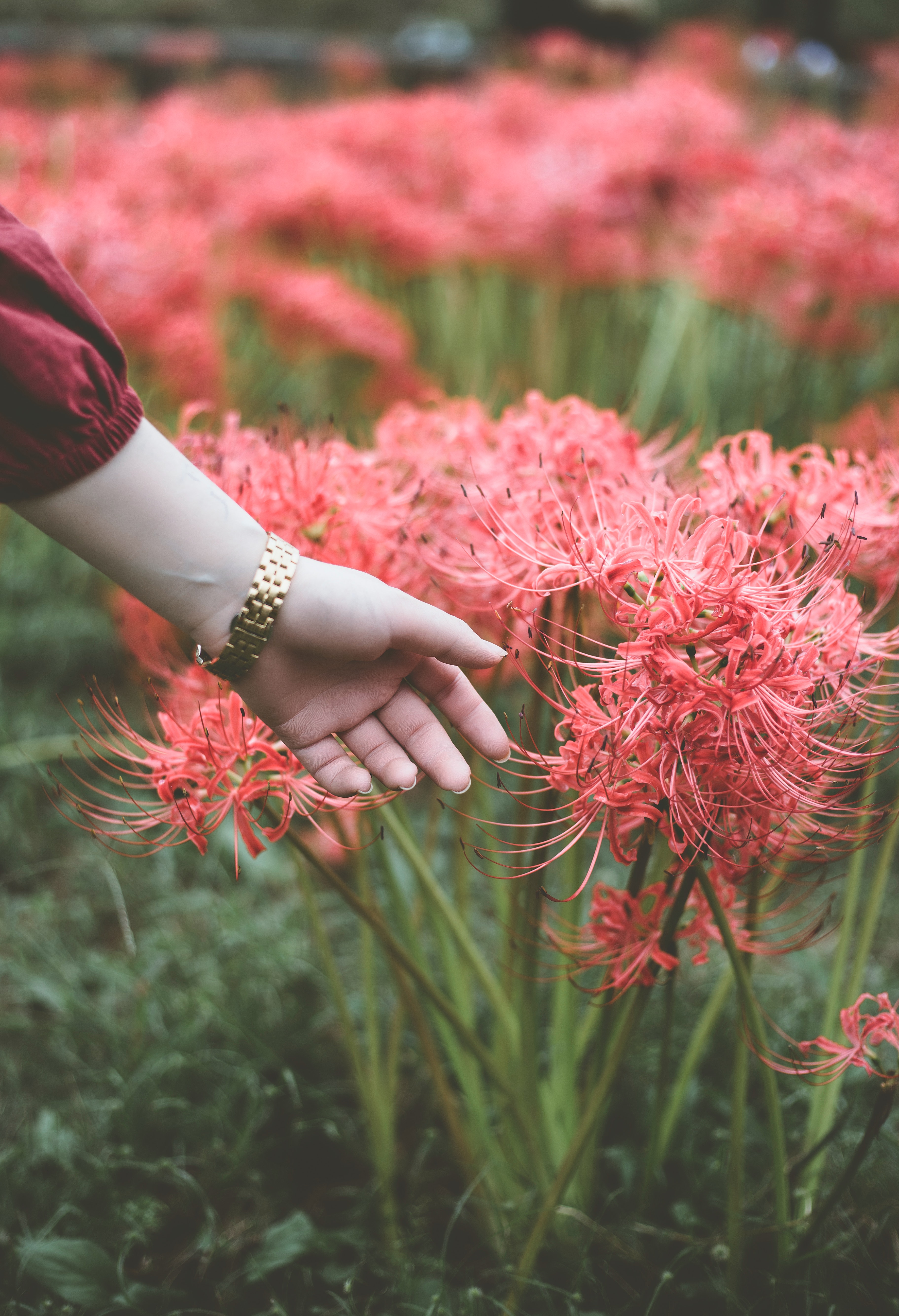 Red Spider Lily Wallpapers