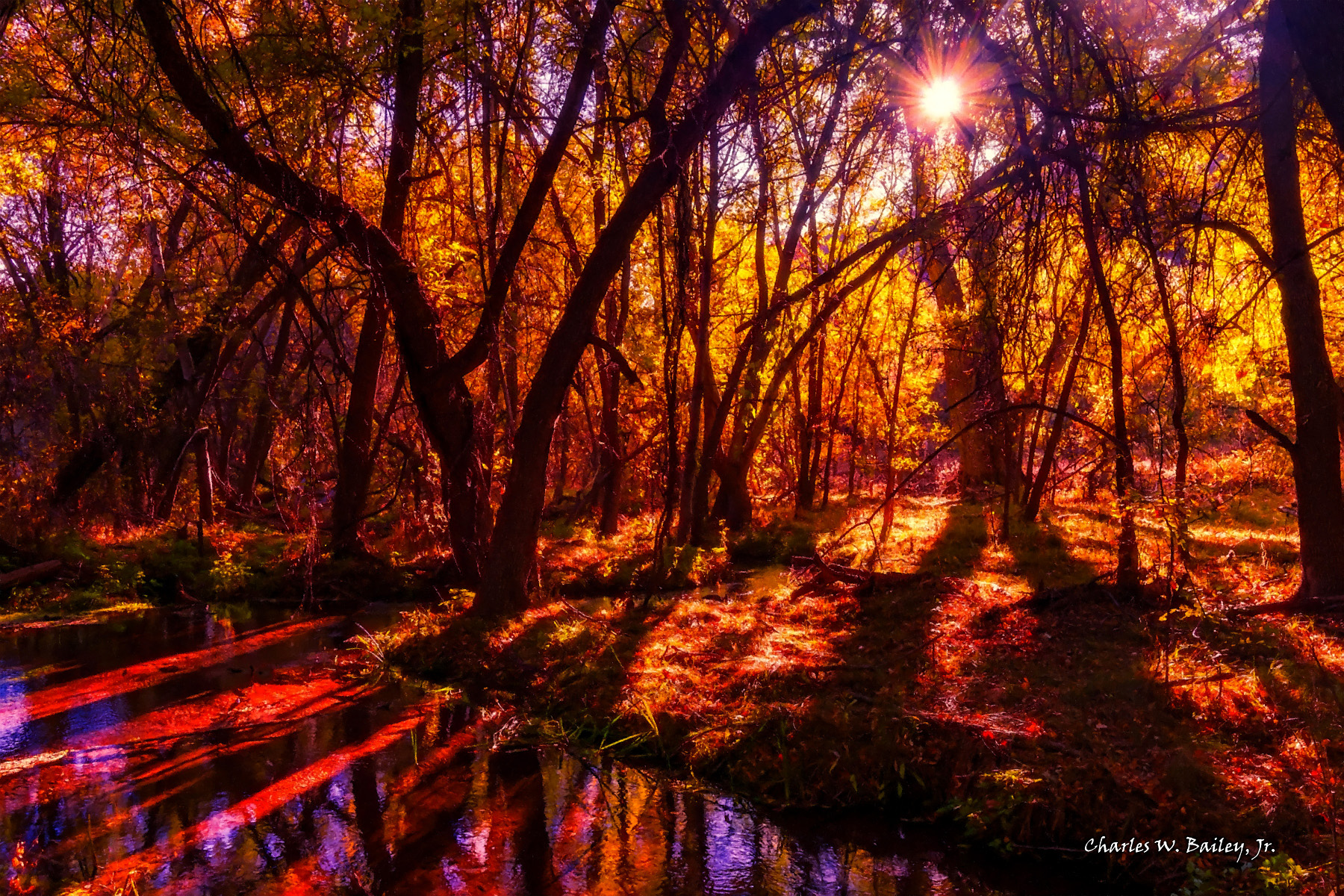 Red Sun Artistic Forest Wallpapers