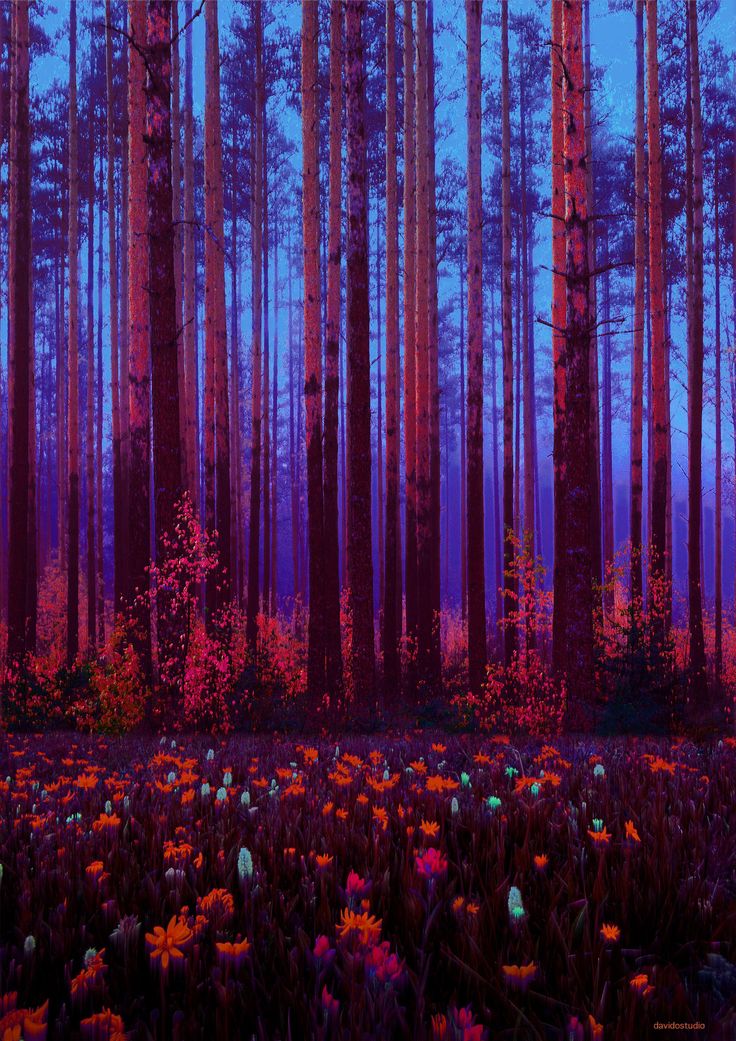 Red Sun Artistic Forest Wallpapers