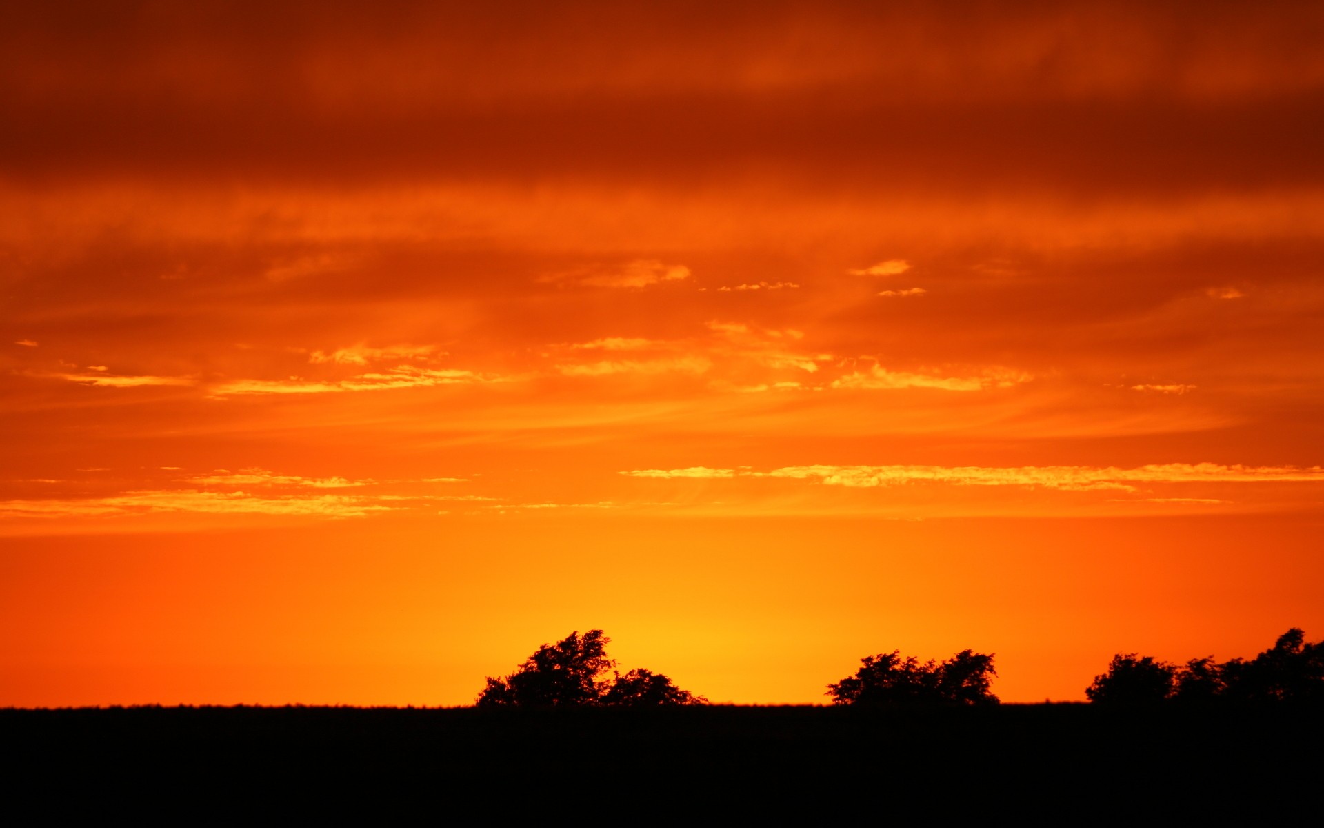 Red Sunset Skyline And Trees Wallpapers