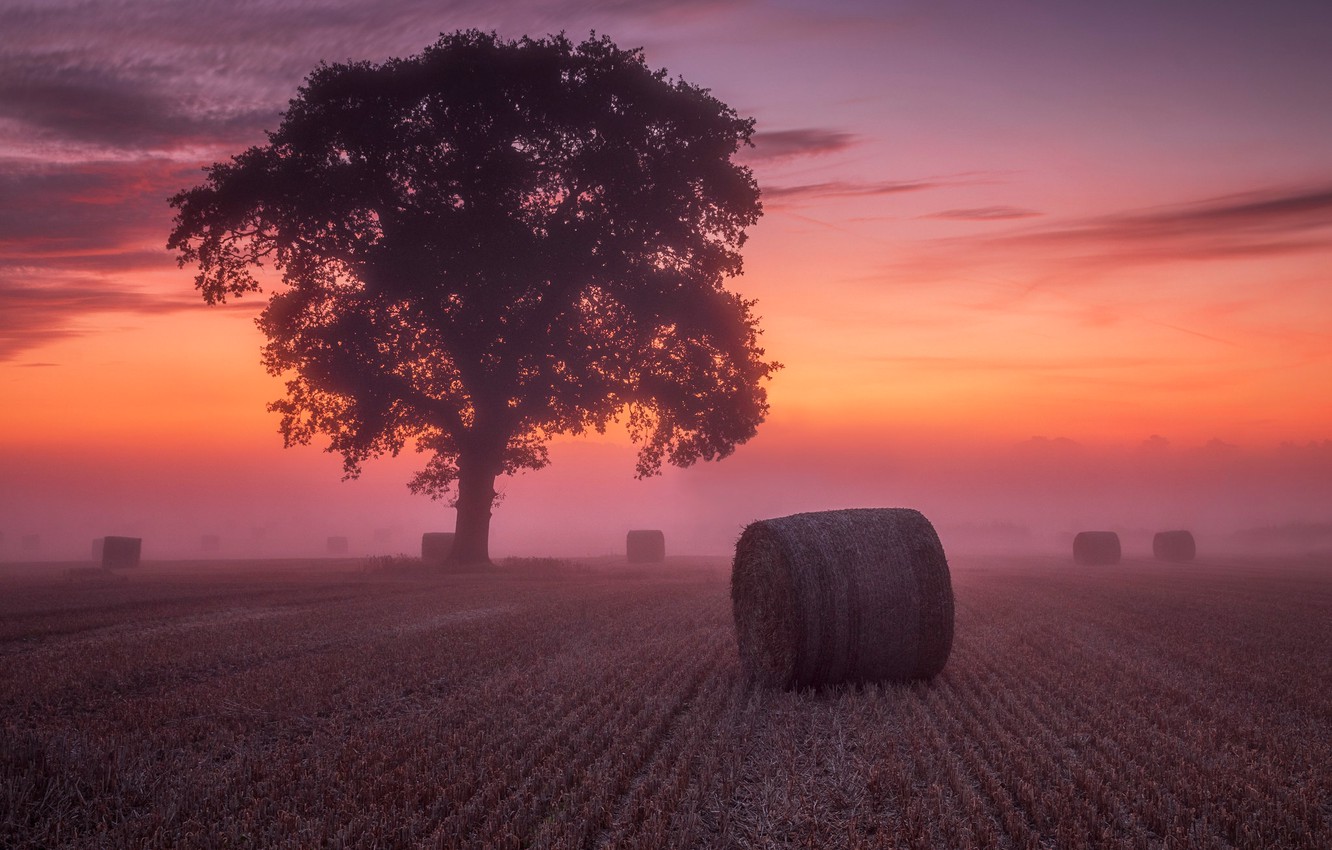 Red Sunset Skyline And Trees Wallpapers