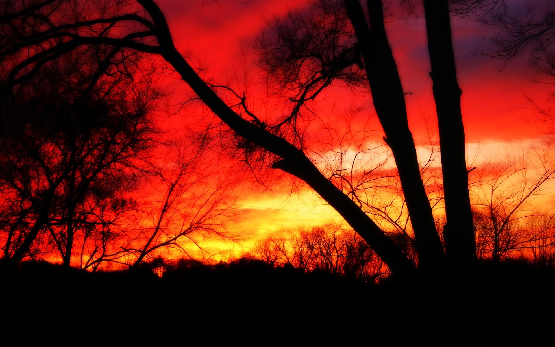 Red Sunset Skyline And Trees Wallpapers