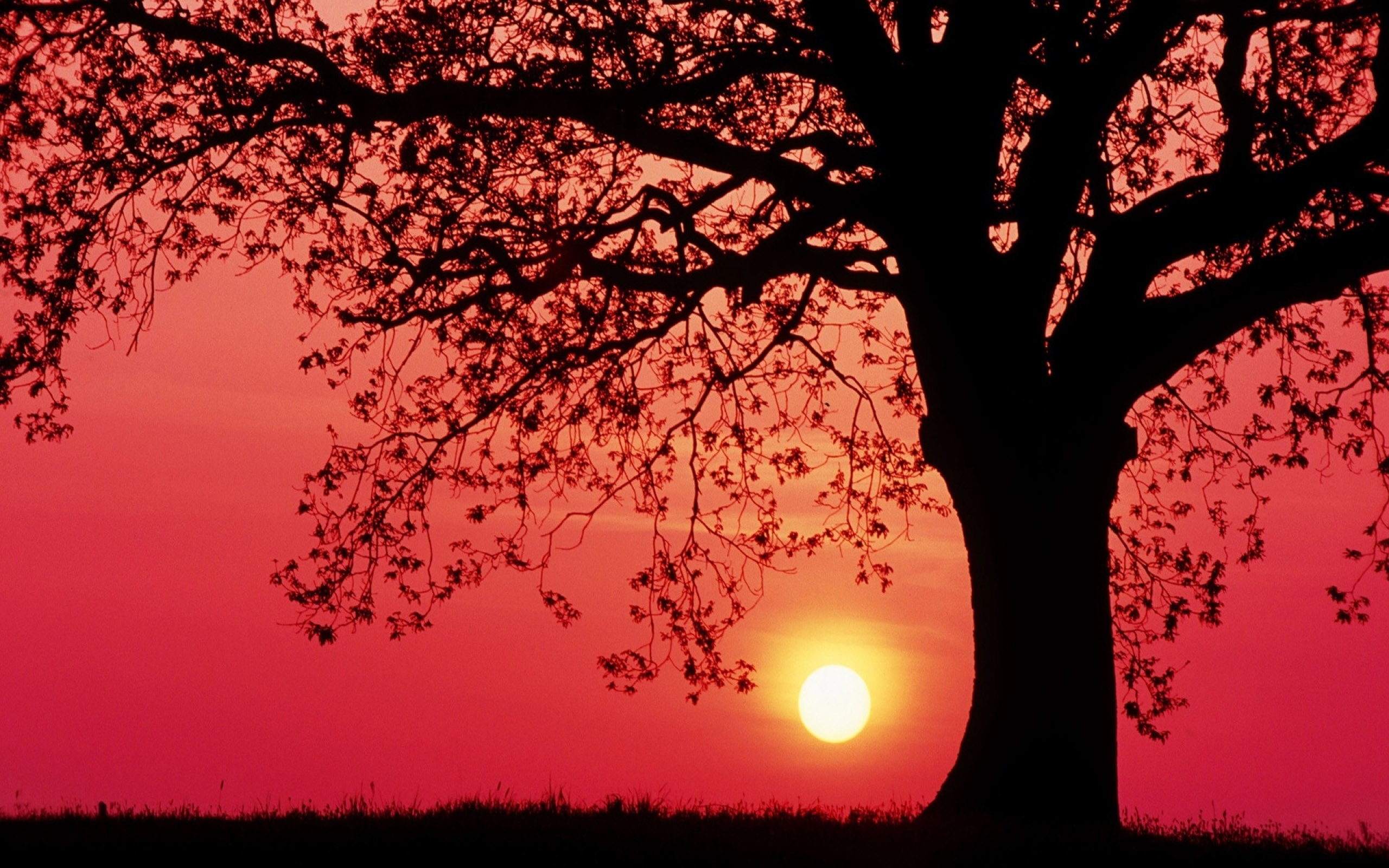 Red Sunset Skyline And Trees Wallpapers