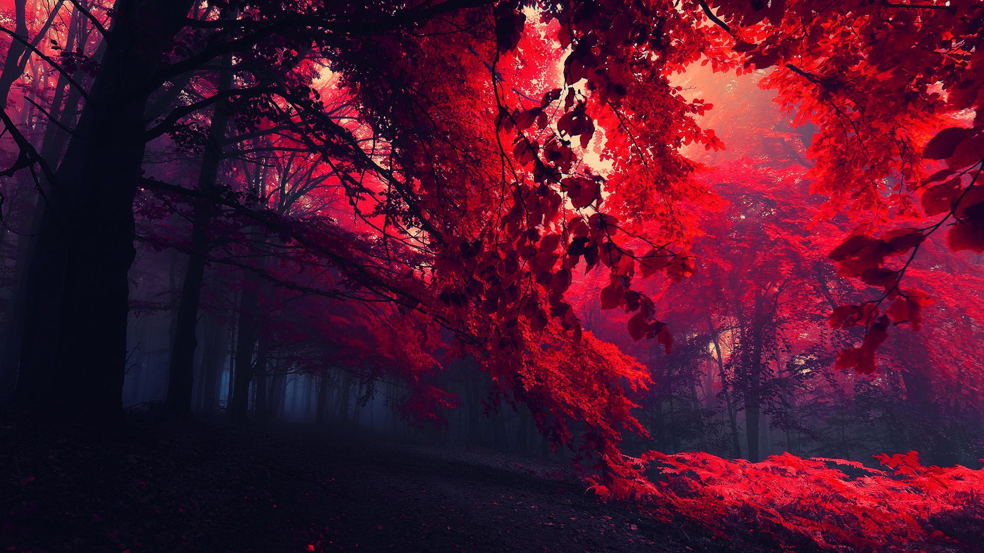 Red Tree Wallpapers