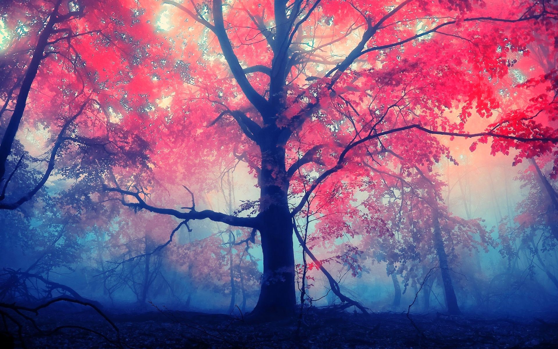Red Tree Wallpapers