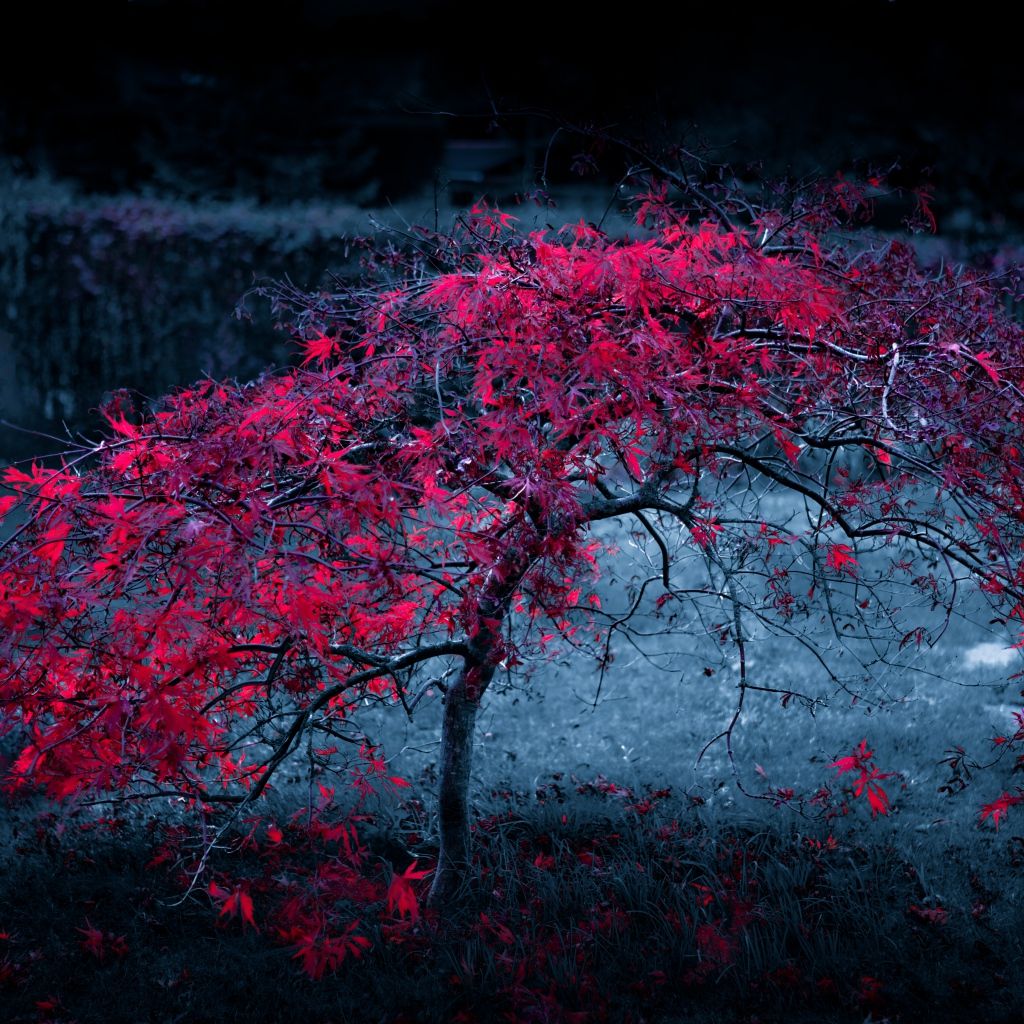 Red Tree Wallpapers