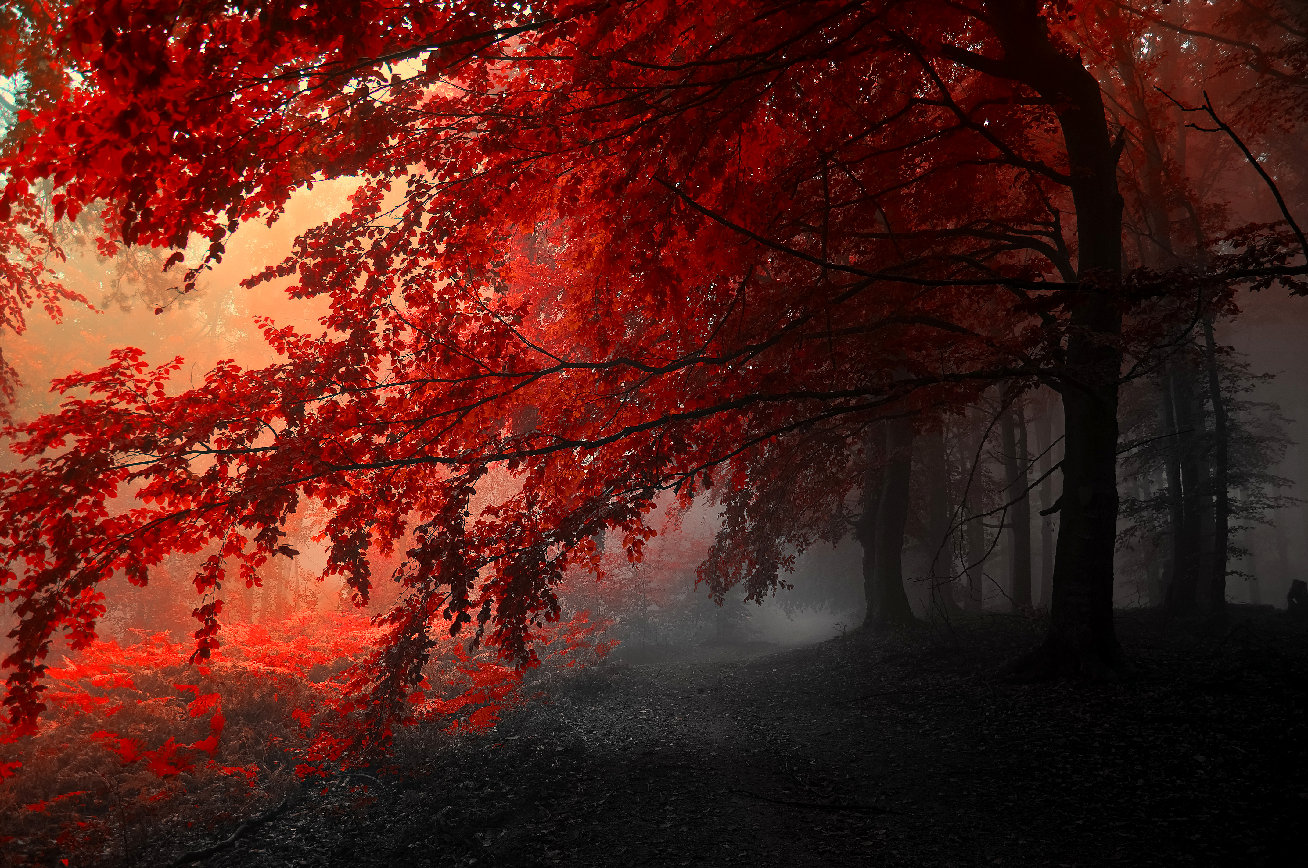 Red Tree Wallpapers