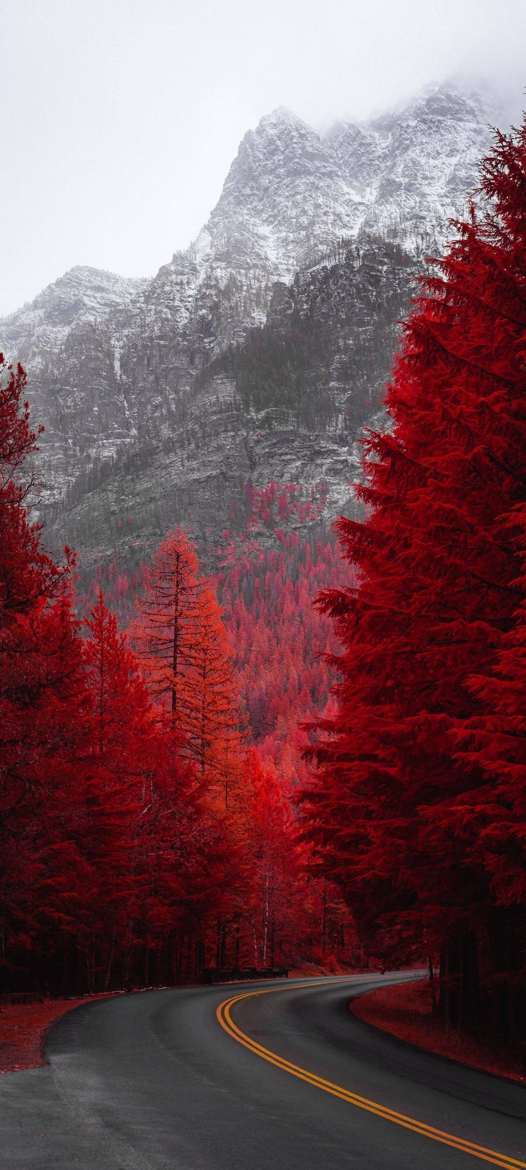 Red Tree Wallpapers