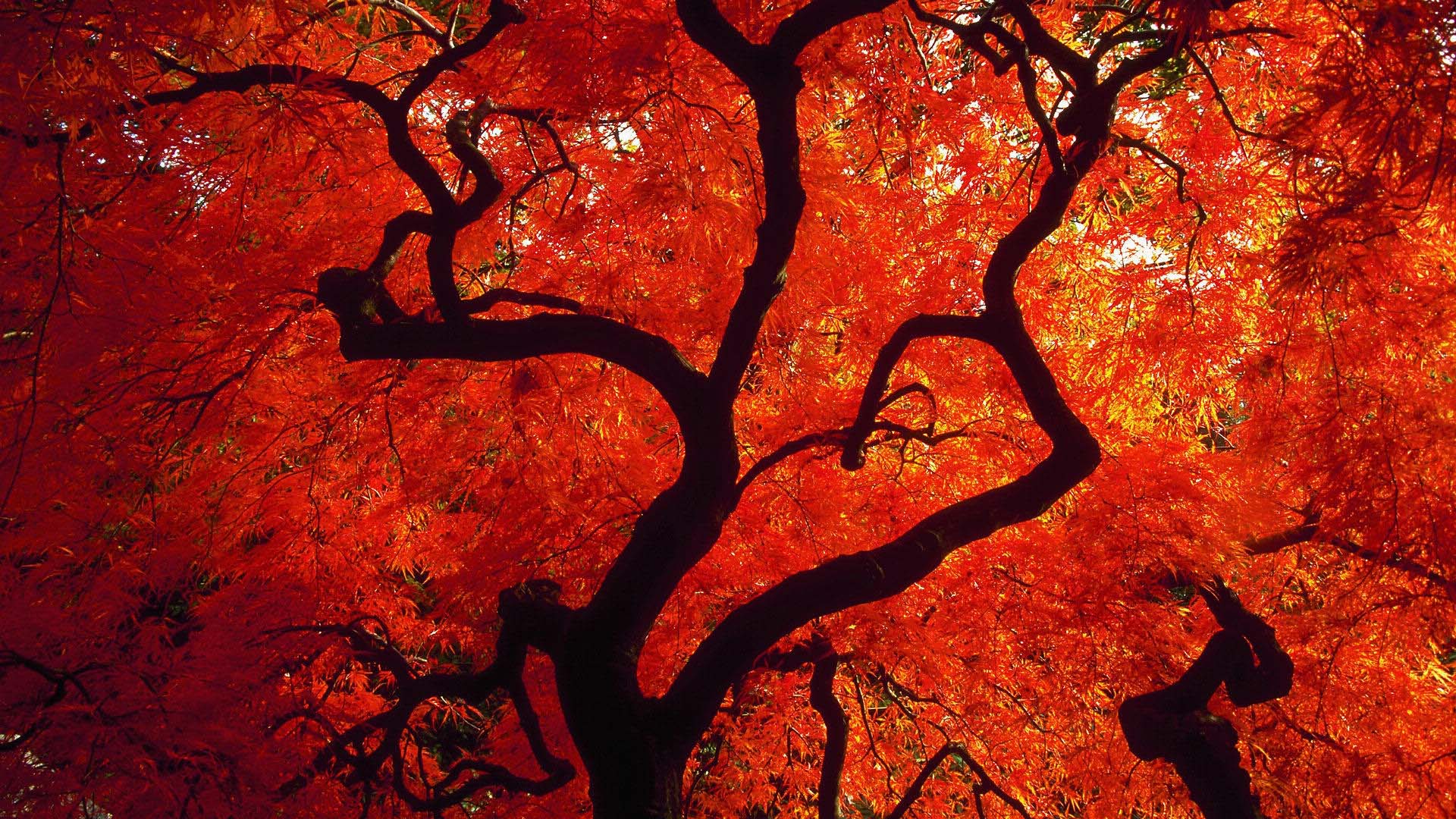 Red Tree Wallpapers