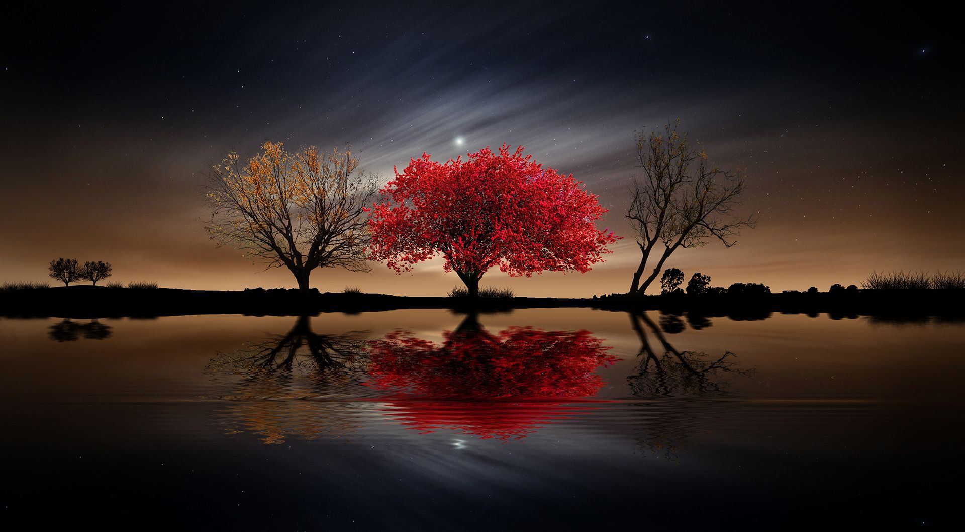 Red Tree Wallpapers